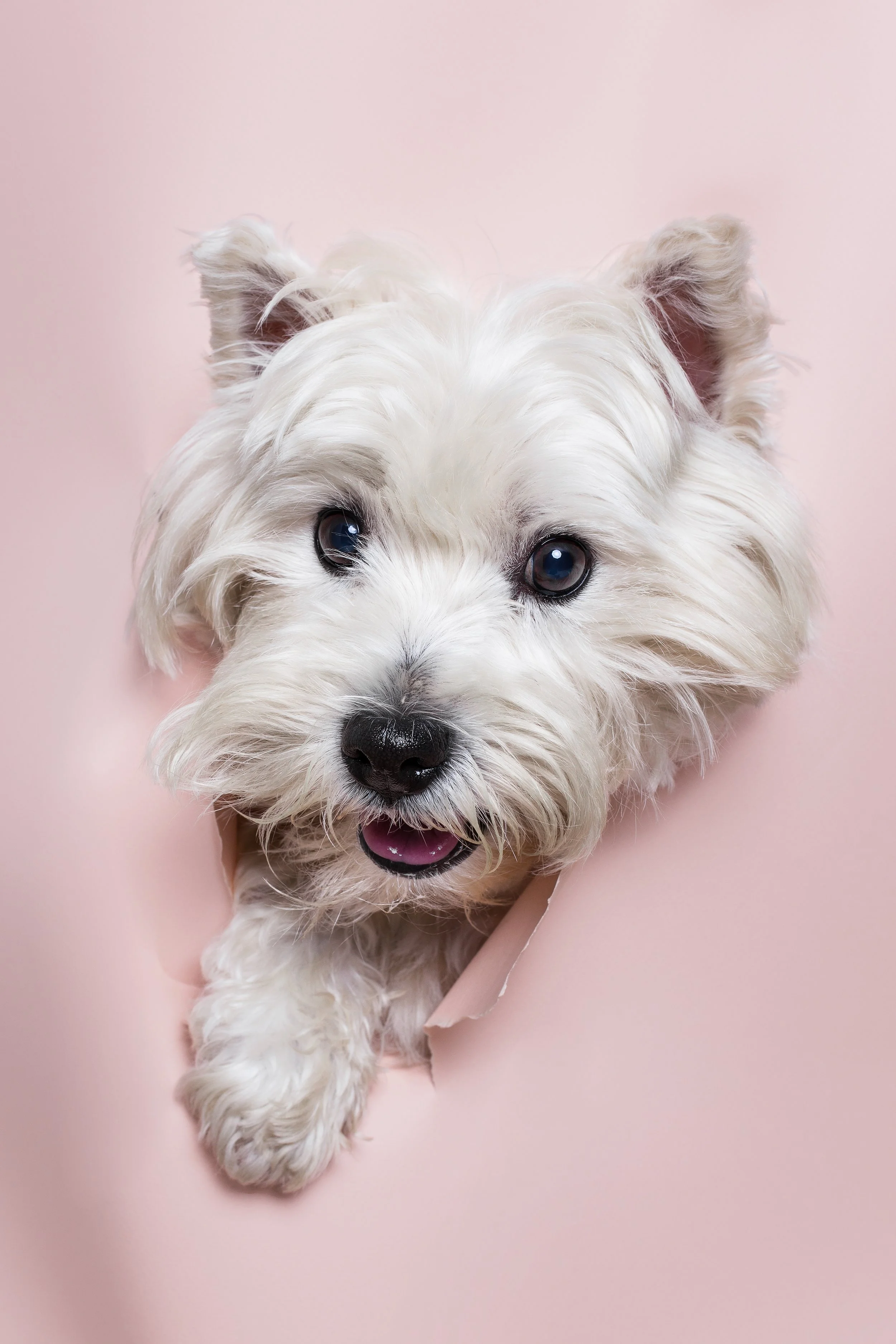 cão branco a sair do fundo rosa 