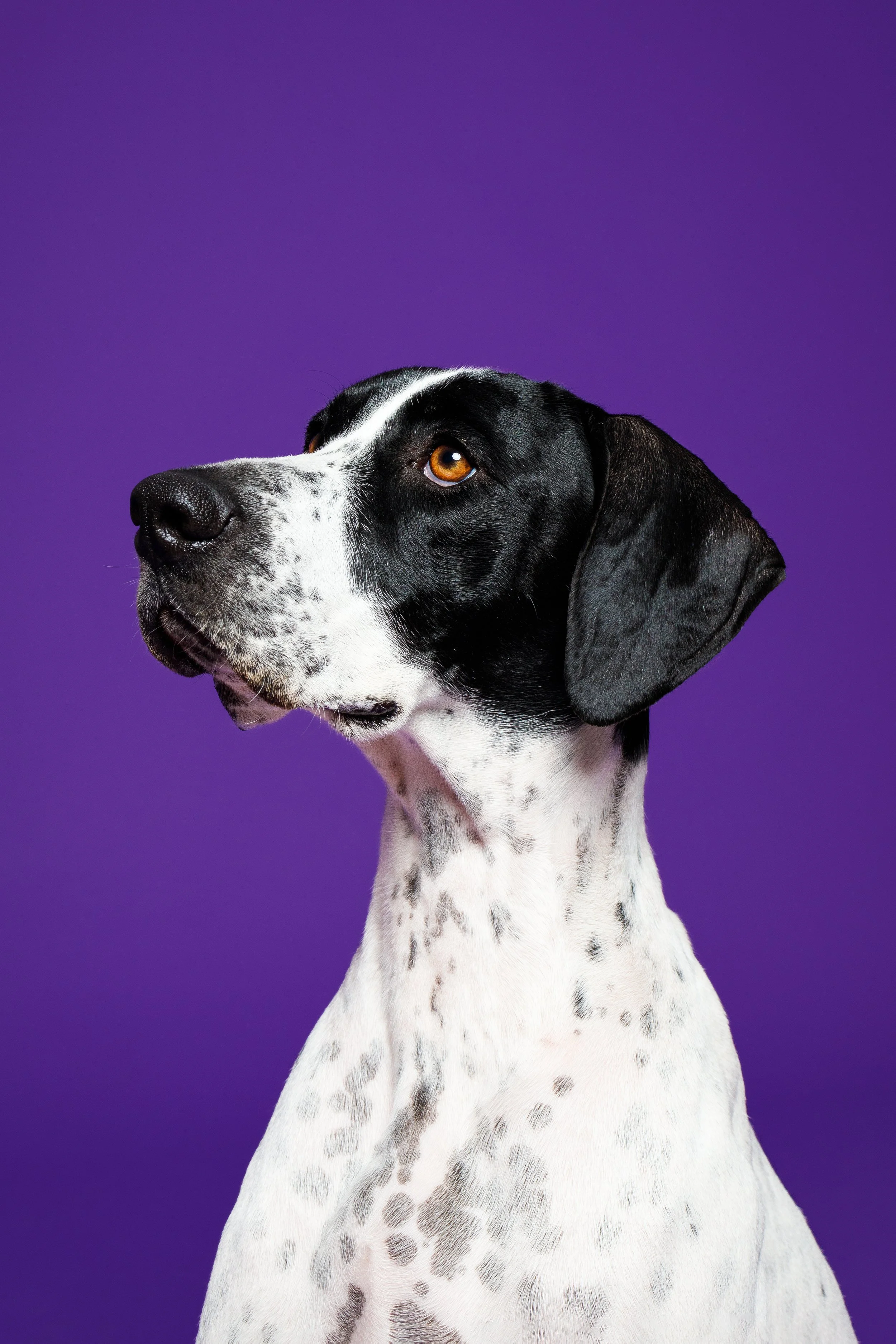 cão branco e preto em fundo roxo