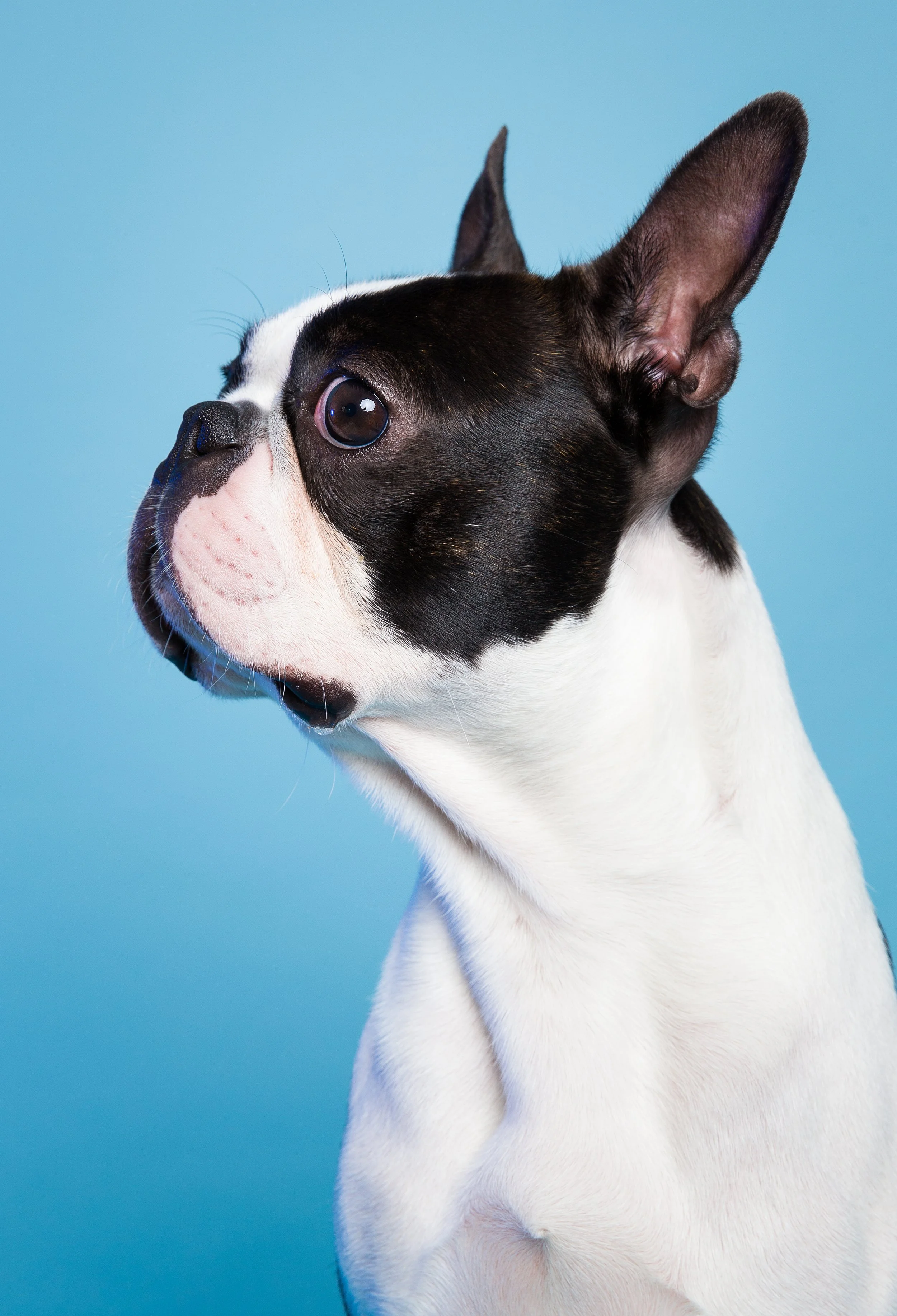 cão branco e preto em fundo azul 