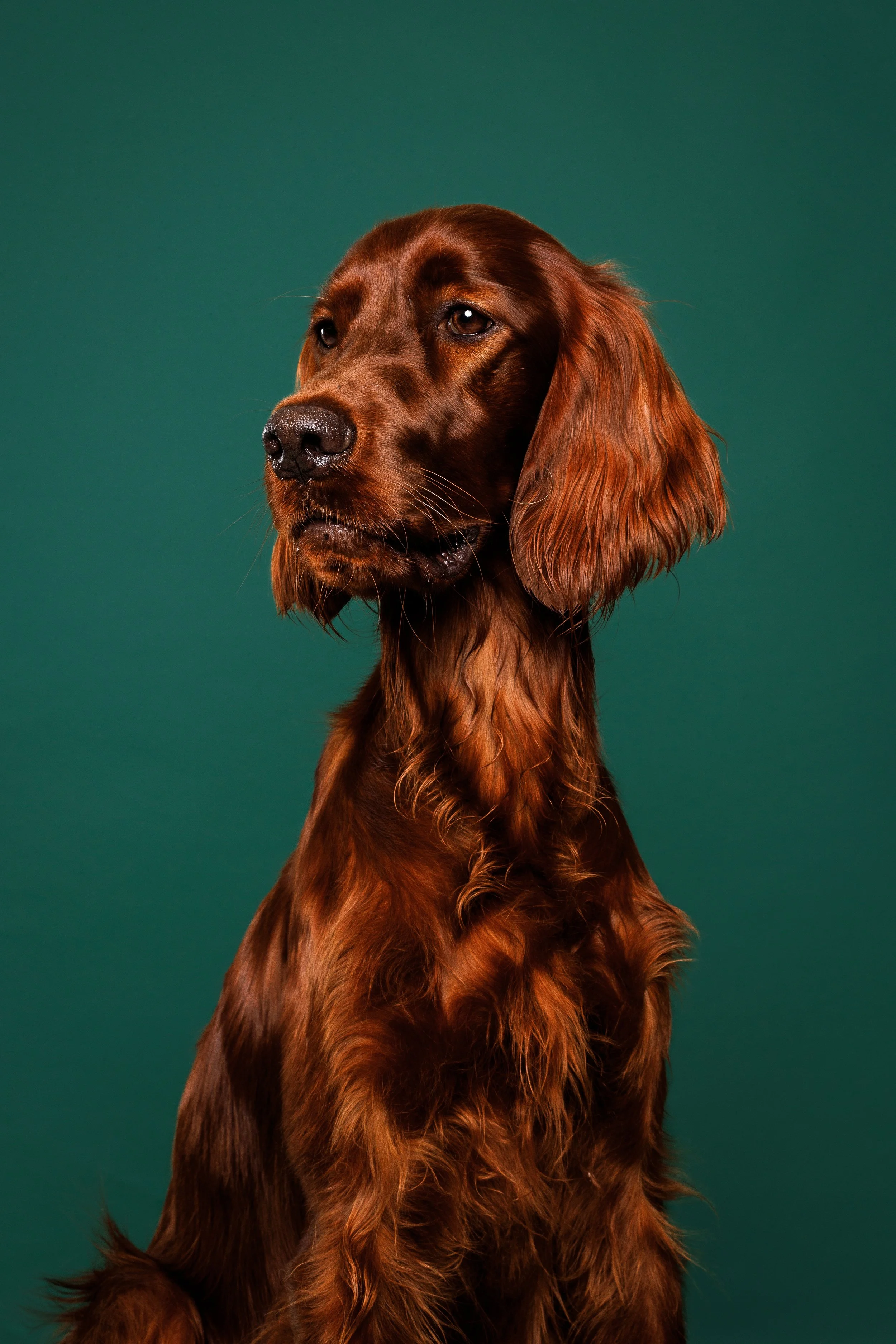 Fotografia de um cão em estúdio em lisboa