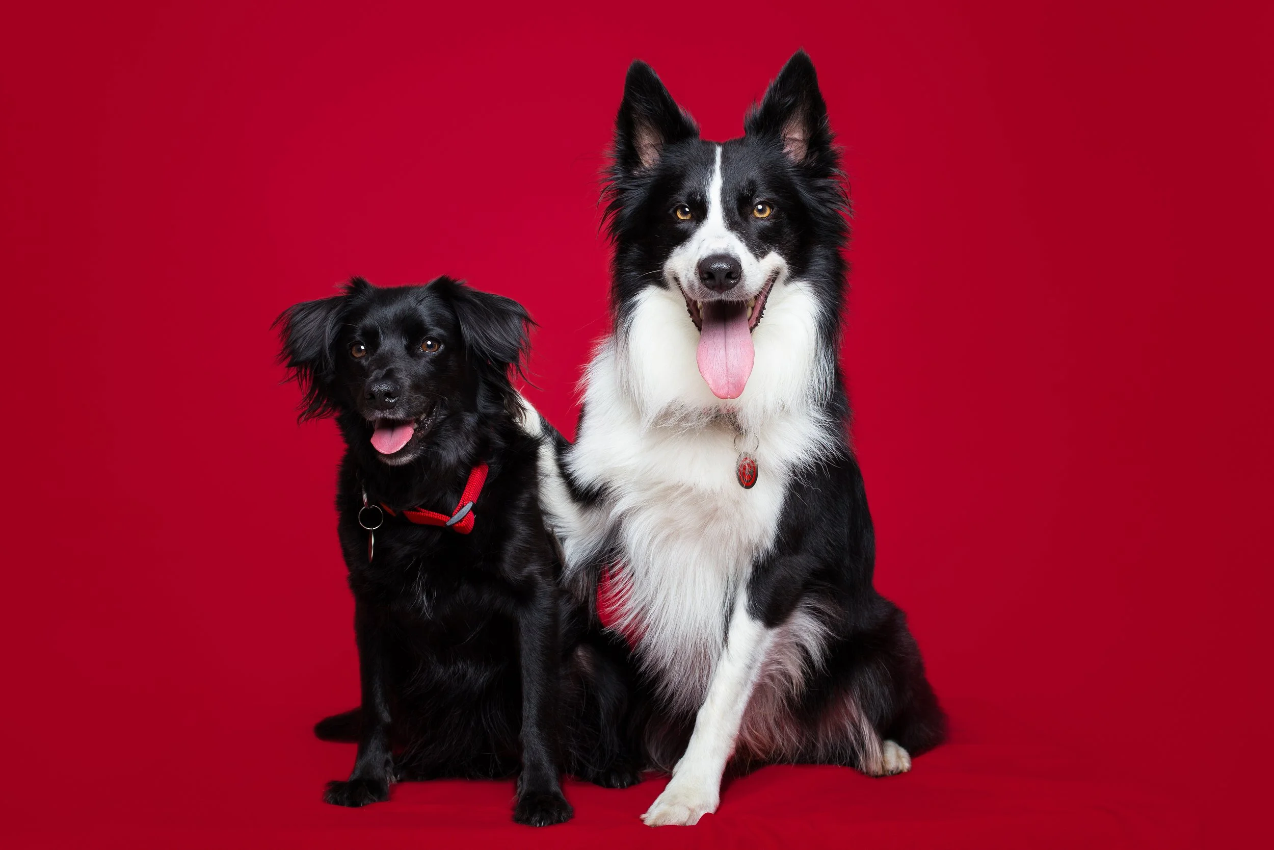 dois cães, preto e branco, abraçados em fundo vermelho