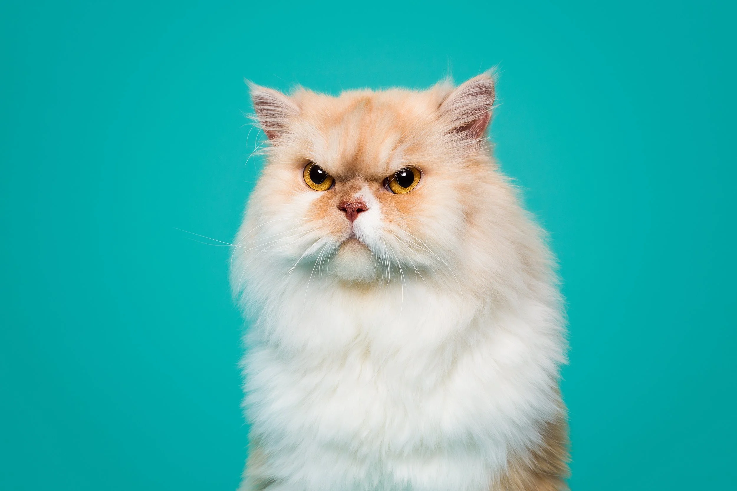 gato felpudo em fundo azul