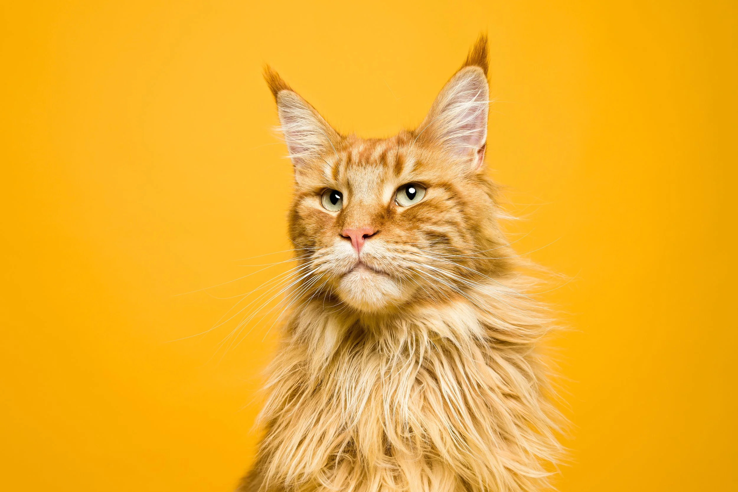 gato laranja em fundo amarelo