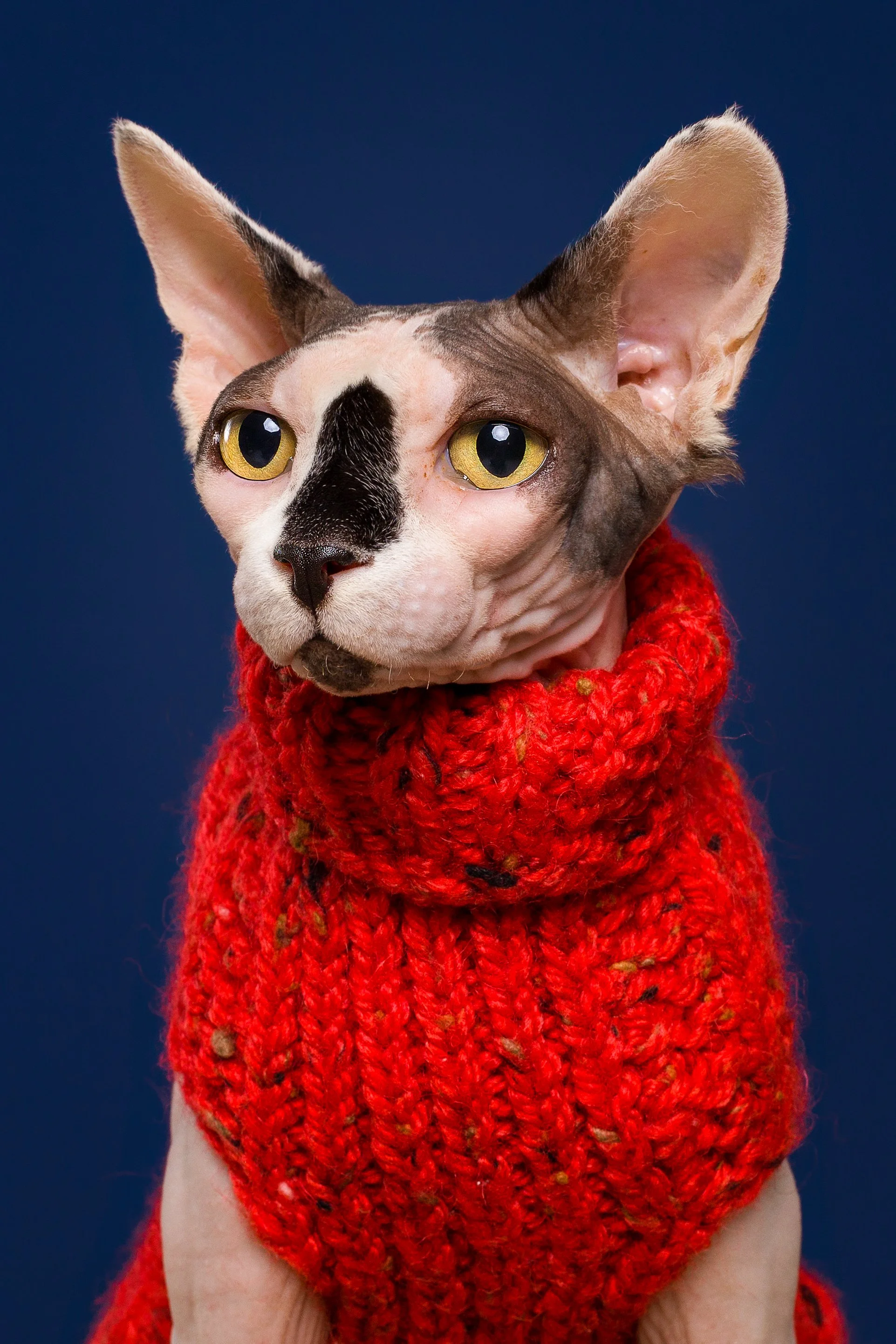 gato careca com camisola vermelha em fundo azul escuro