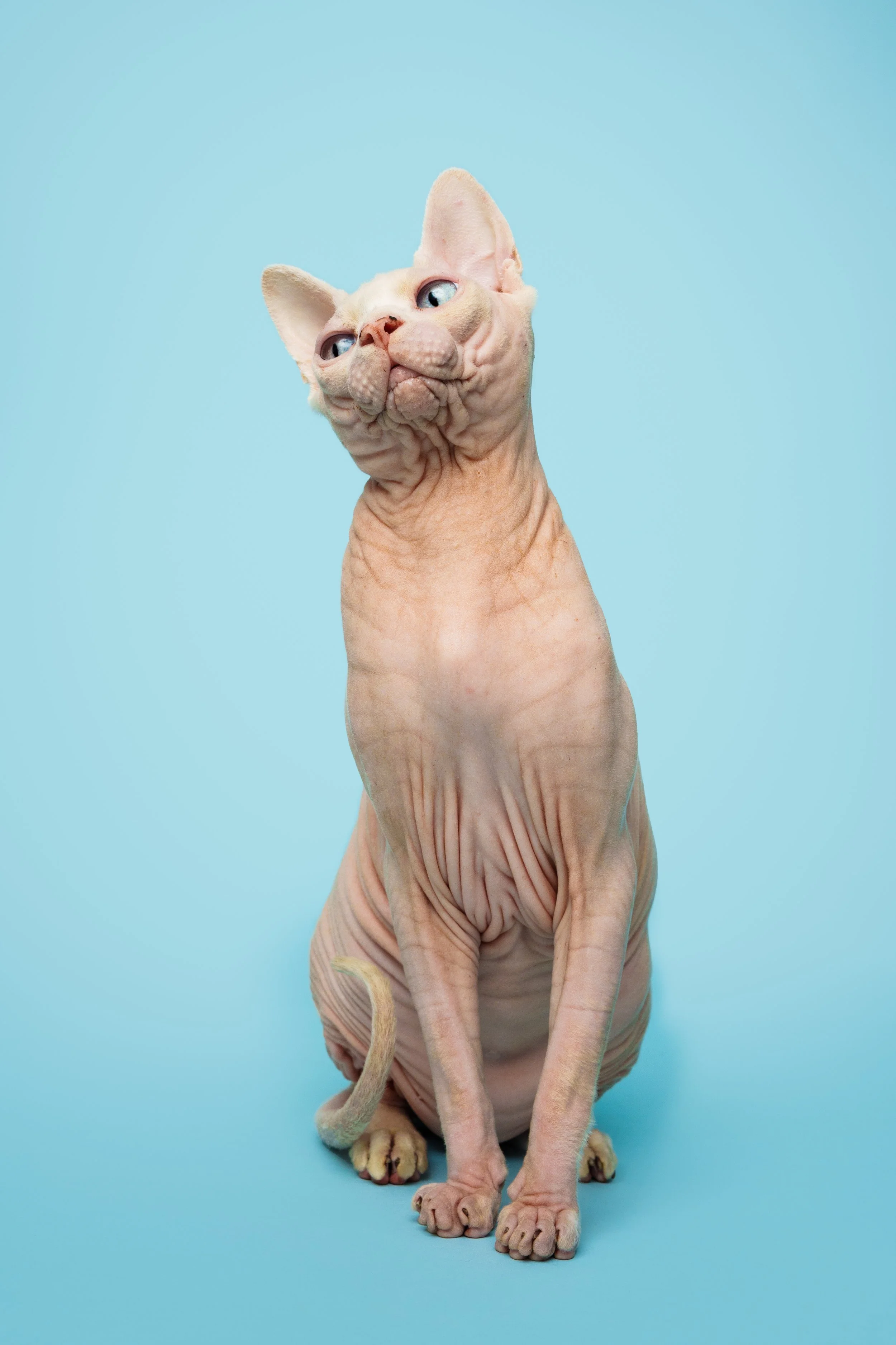 gato careca em fundo azul 