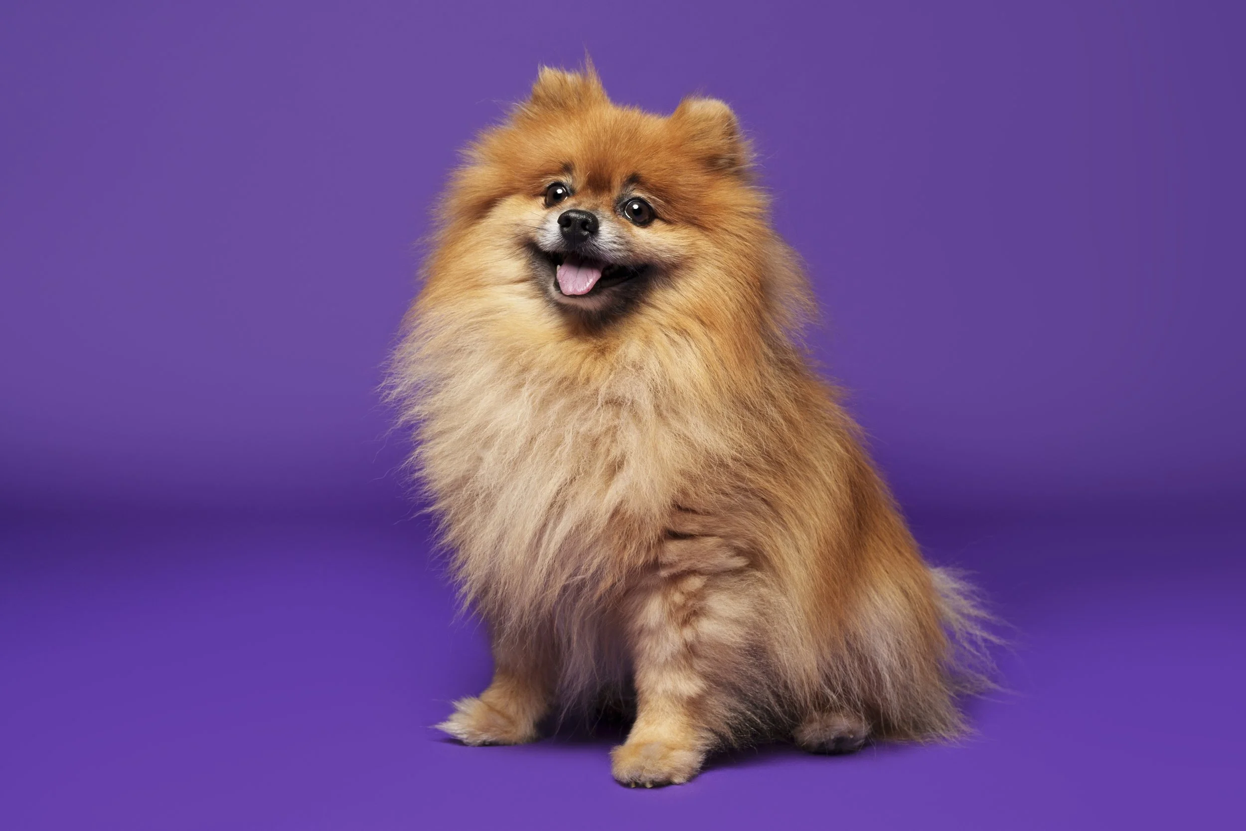 cão felpudo em fundo roxo