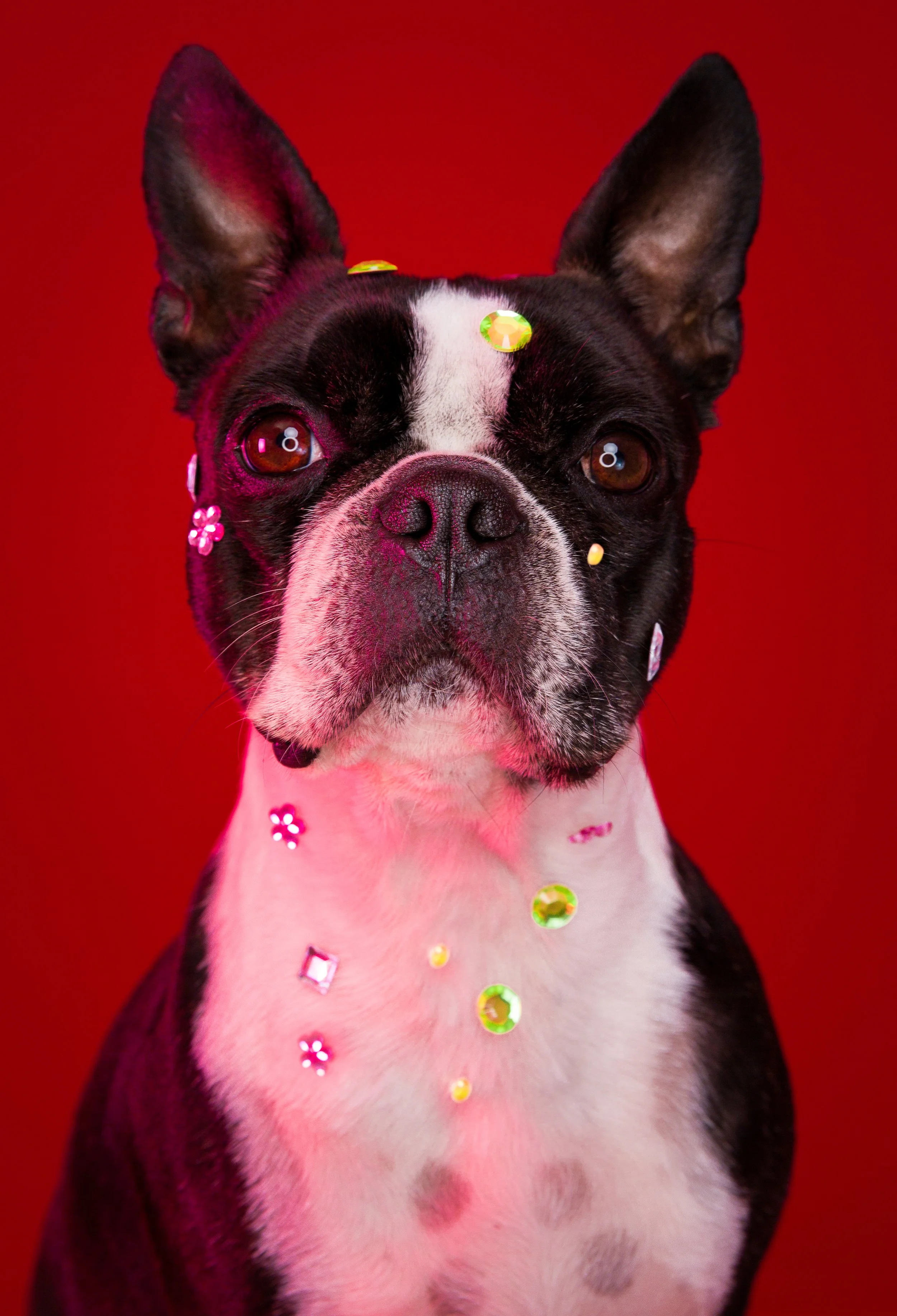 cão branco e preto com stickers em fundo vermelho