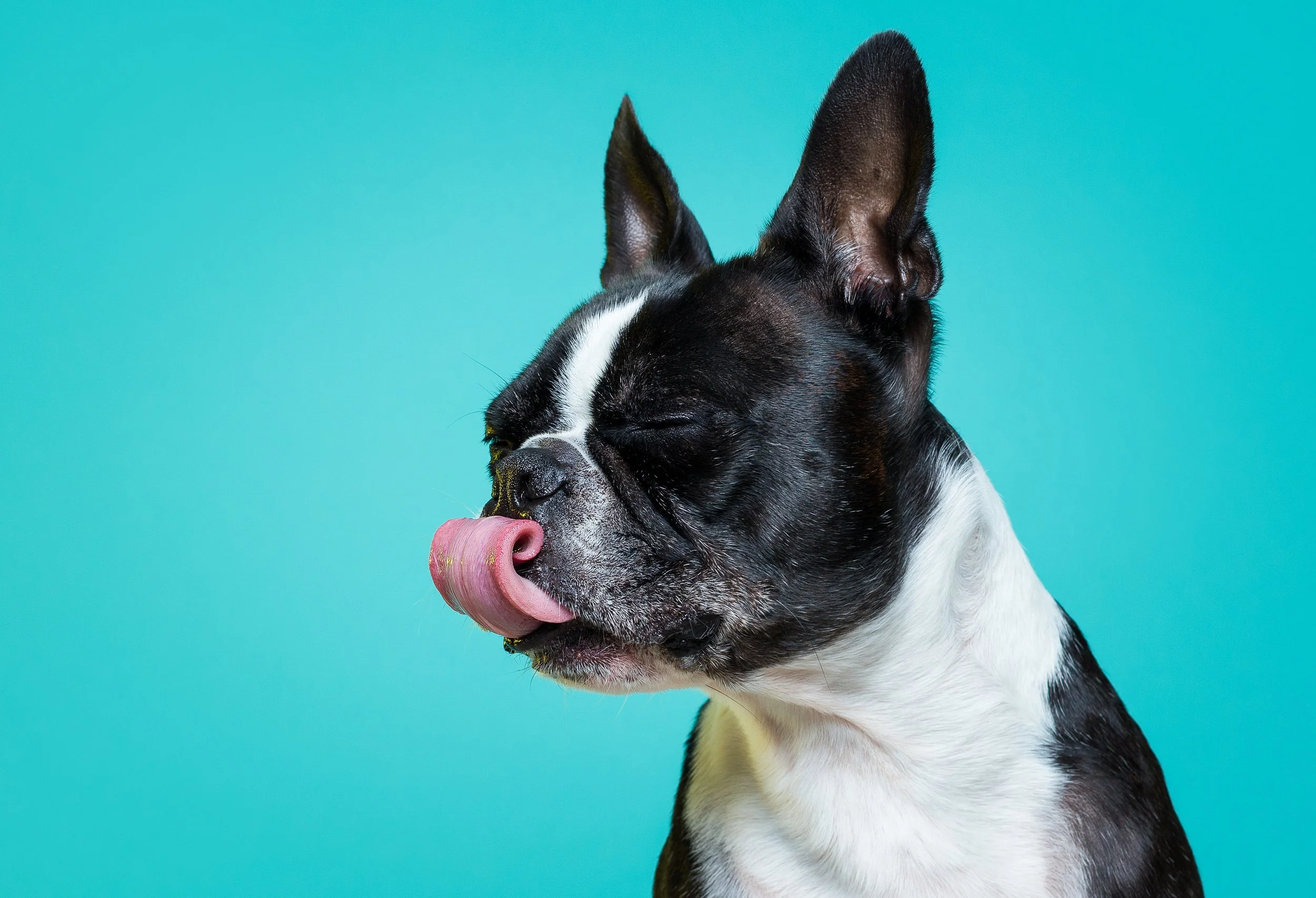 cão preto e branco com a língua de fora em fundo azul 
