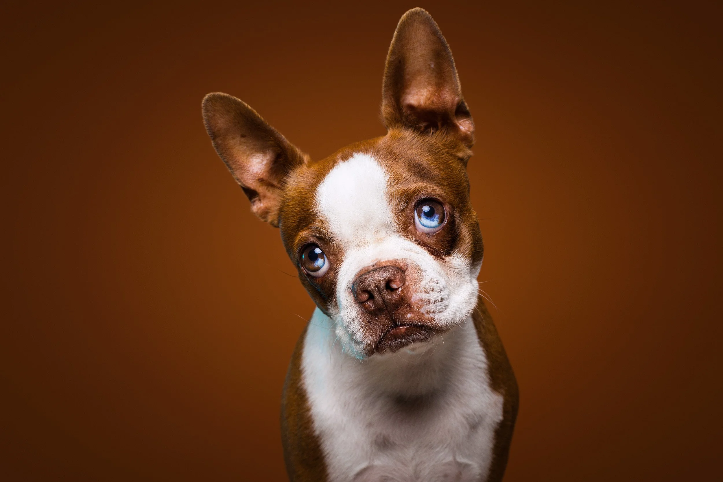 cão castanho e branco com olhos azuis em fundo castanho