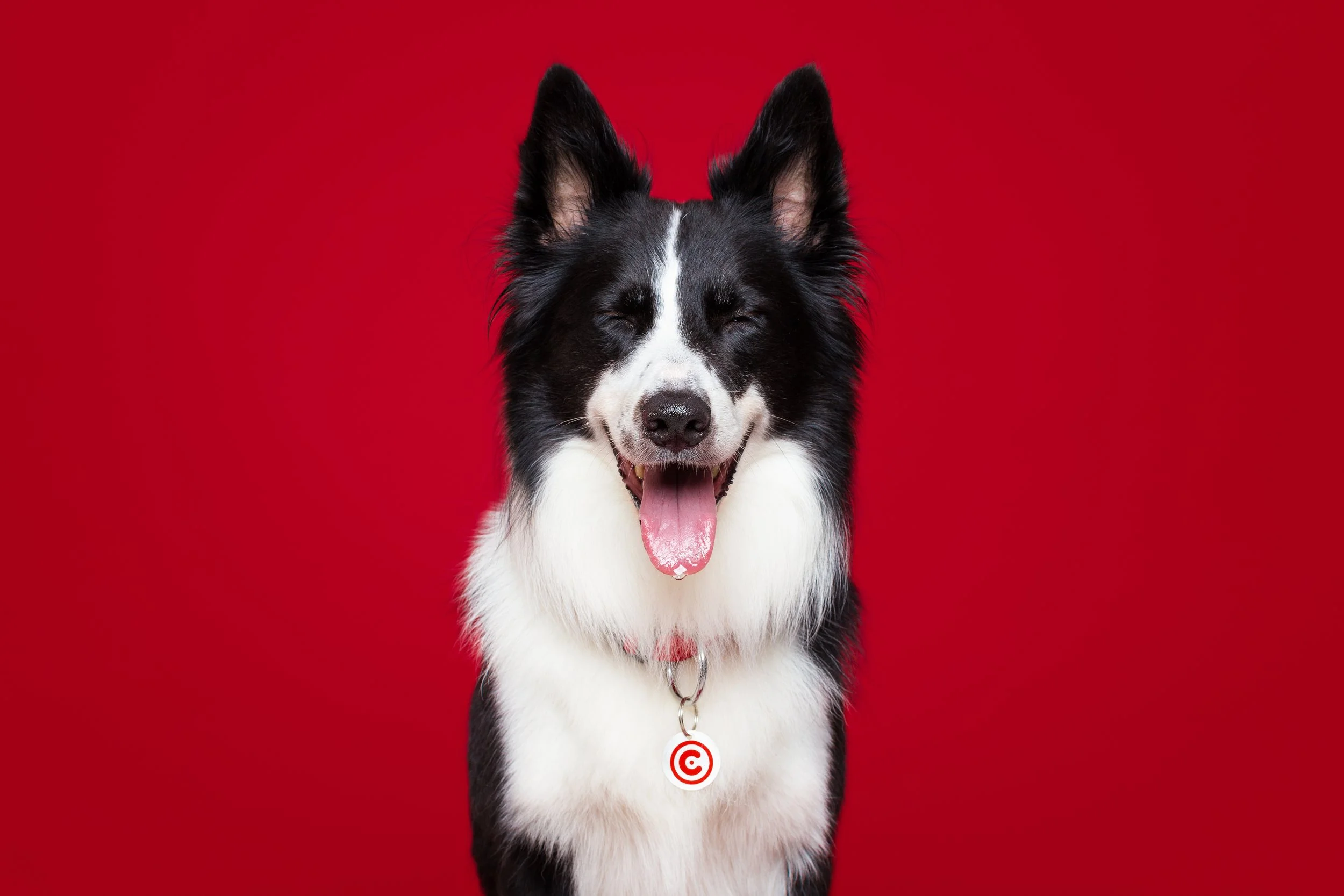 cão preto e branco a sorrir em fundo vermelho
