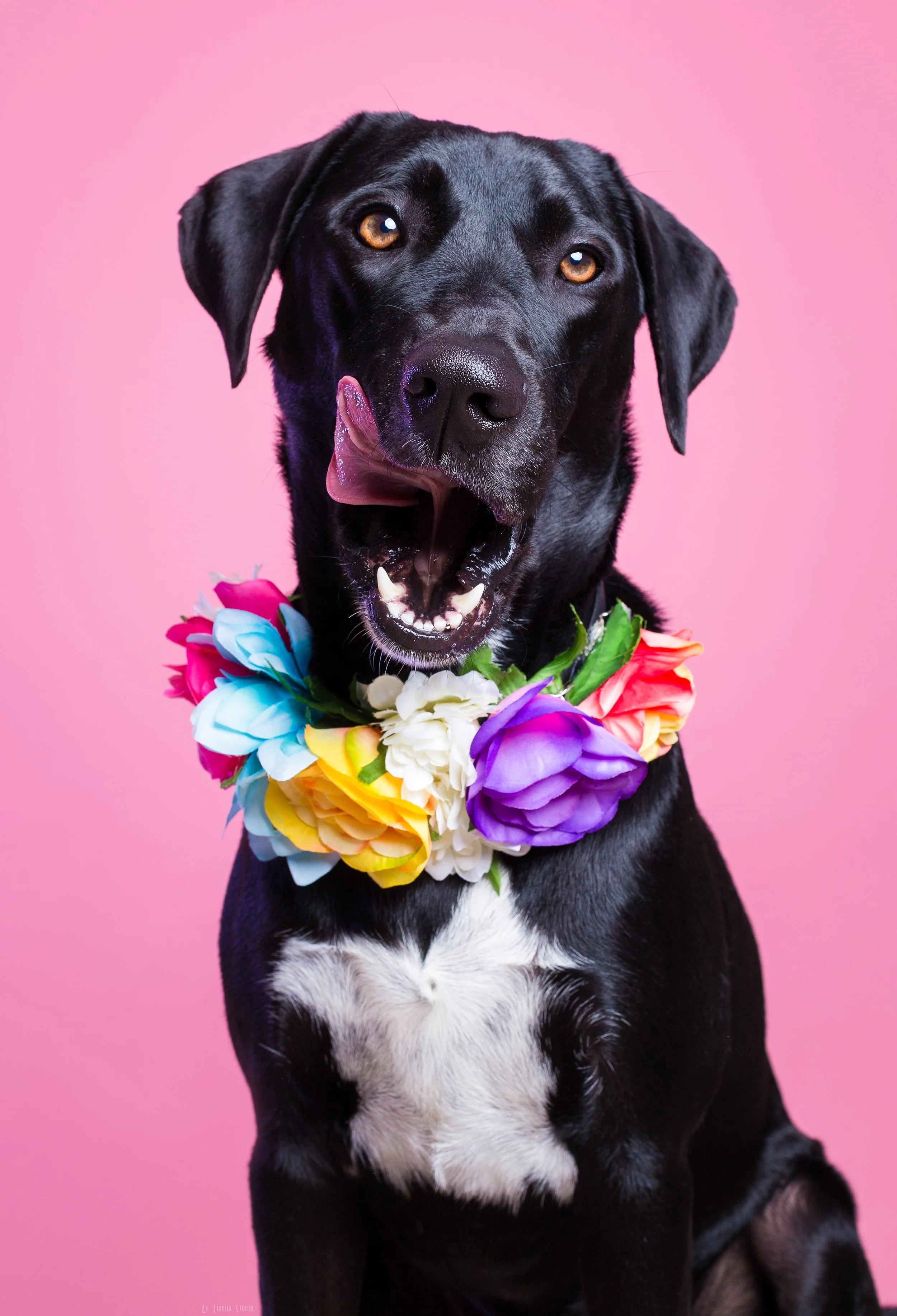 cão castanho com coroa de flores em fundo rosa