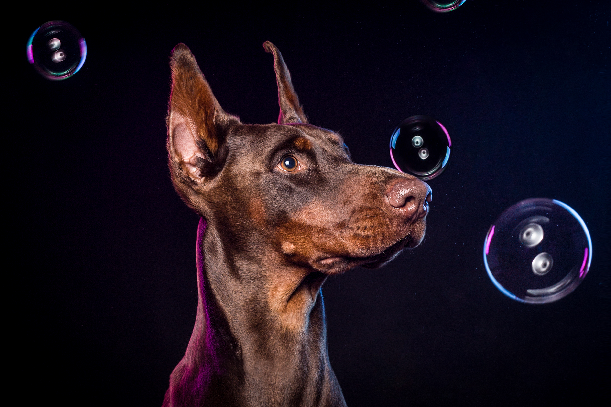 cão castanho em fundo preto com bolhas de sabão 