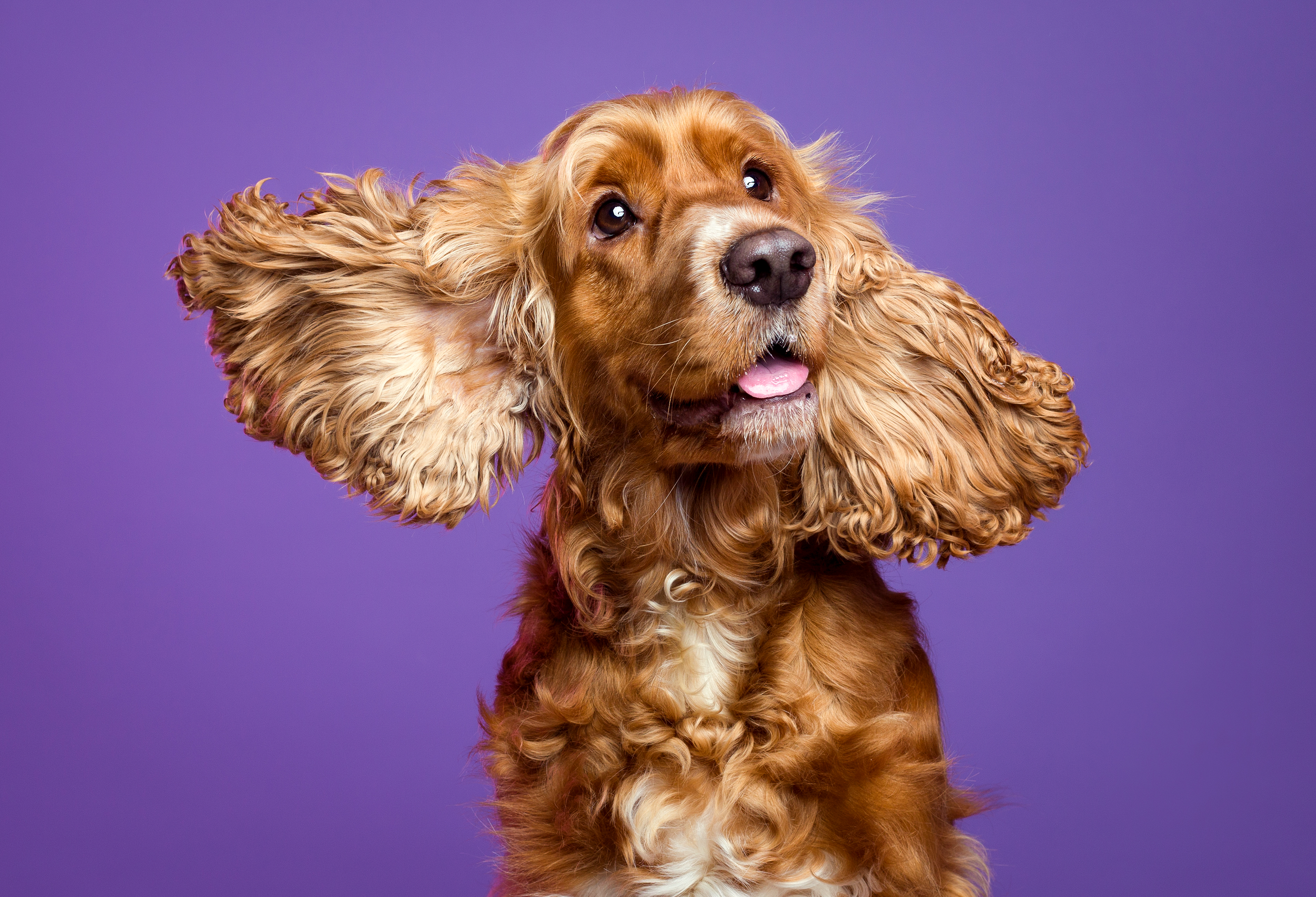 cão castanho a sacudir em fundo roxo