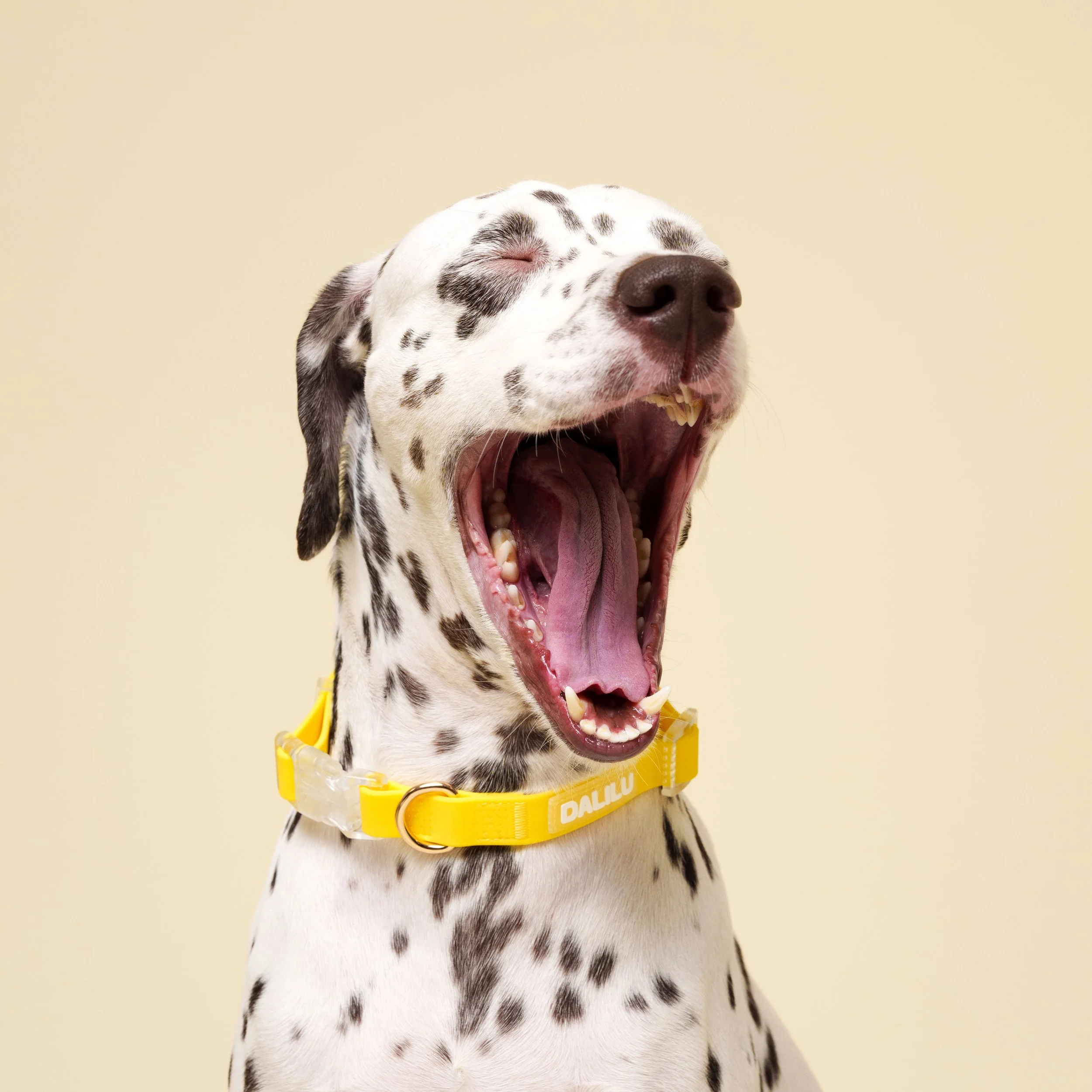 Produção fotográfica com animais para publicidade e marketing