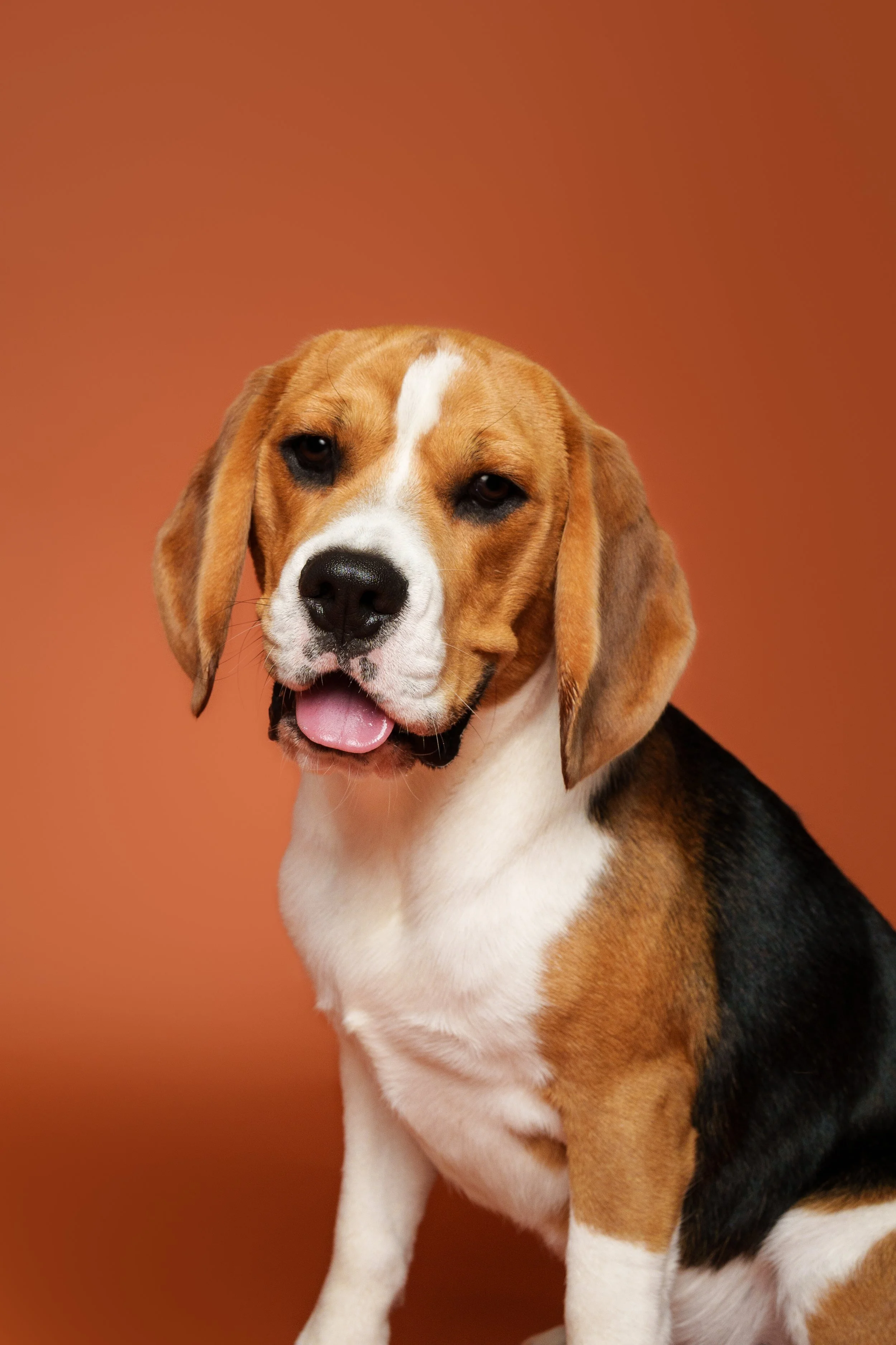 Retrato profissional de cão em estúdio, fotografia pet premium com fundo artístico em Lisboa