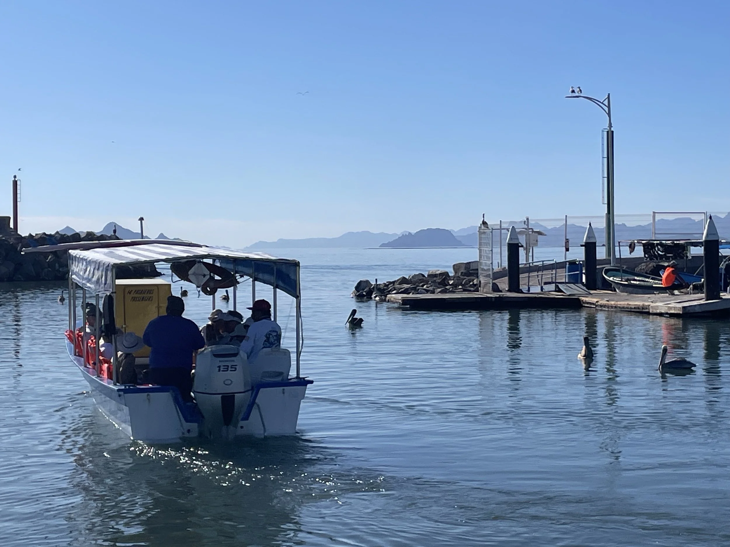 Tour boat on calm water near a marina with dock and seagulls, distant islands in the background.