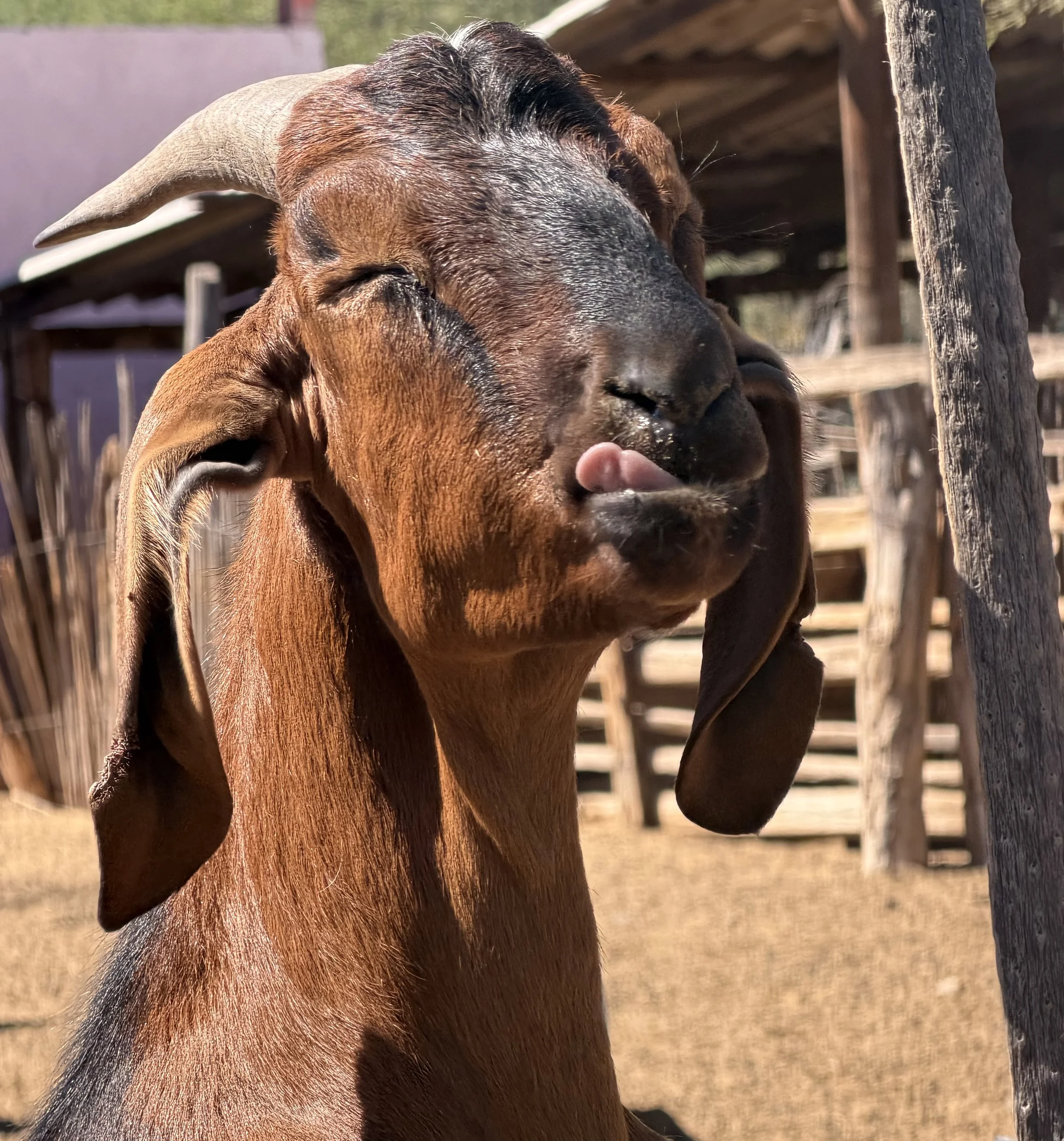 Close-up of a brown goat with black markings, sticking out its tongue, standing outdoors near wooden fencing.