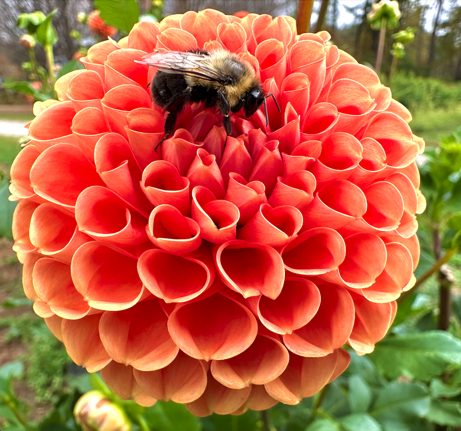 A Bee with its Honey
