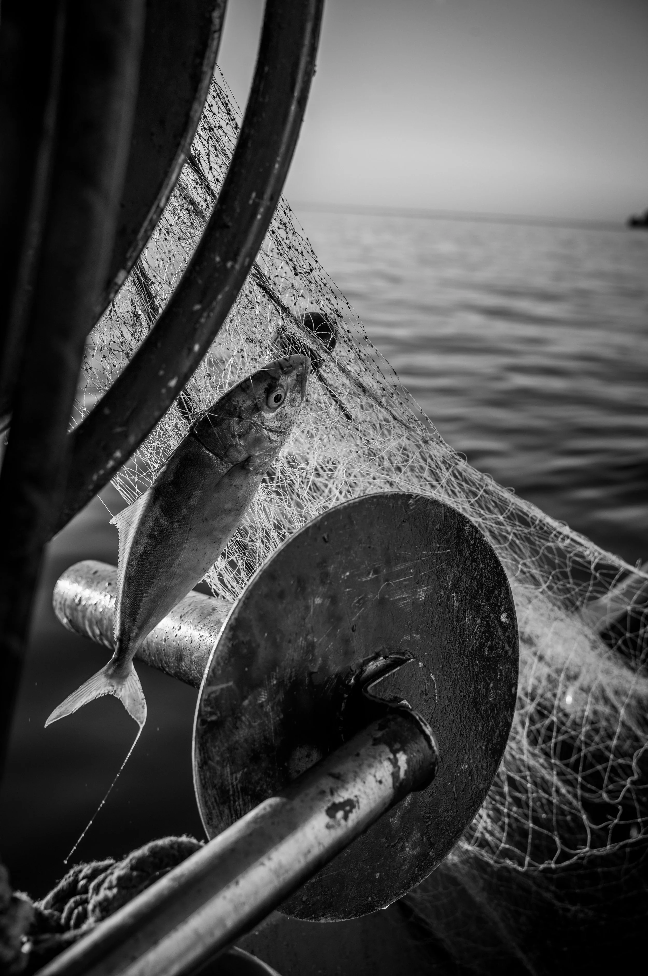 Schwarz-weiß-Bild eines Fisches, der an einem Fischereinetz an Bord eines Bootes hängt, mit Blick auf das offene Wasser im Hintergrund.