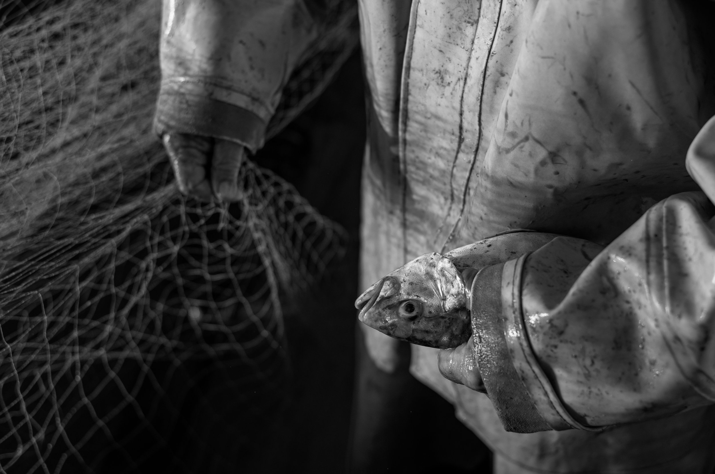 Nahaufnahme eines Fischs, der von einer Person in Handschuhen gehalten wird, im Hintergrund ein Fischernetz.