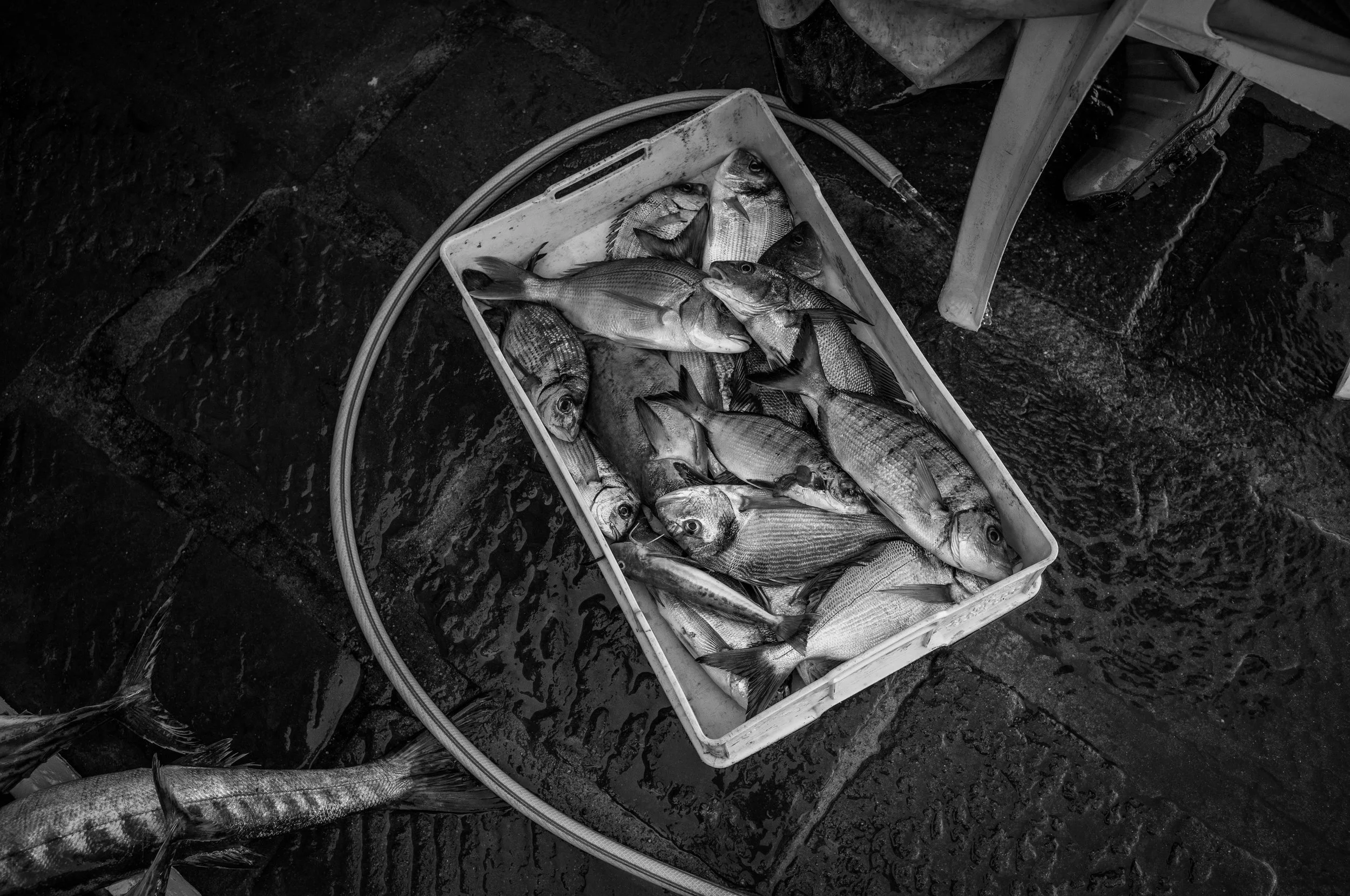 Verschiedene Fische in einem weißen Kunststoffkorb auf einem nassen, dunklen Boden, vermutlich am Hafen oder Fischmarkt, in schwarz-weiß.