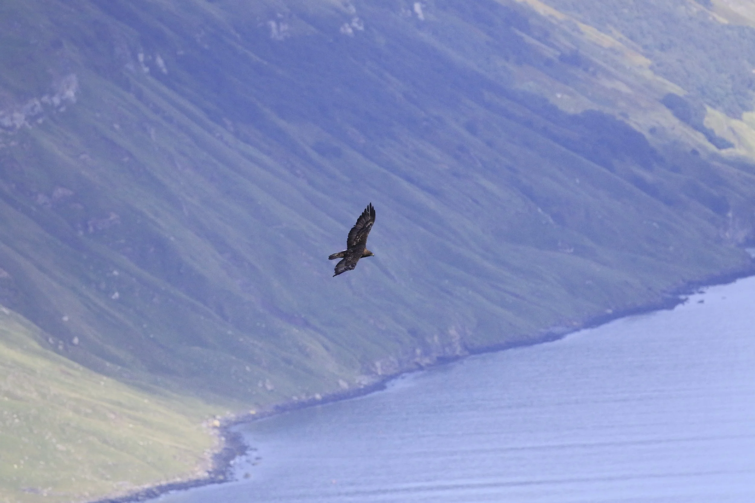 Judith Greaves 1.jpeg