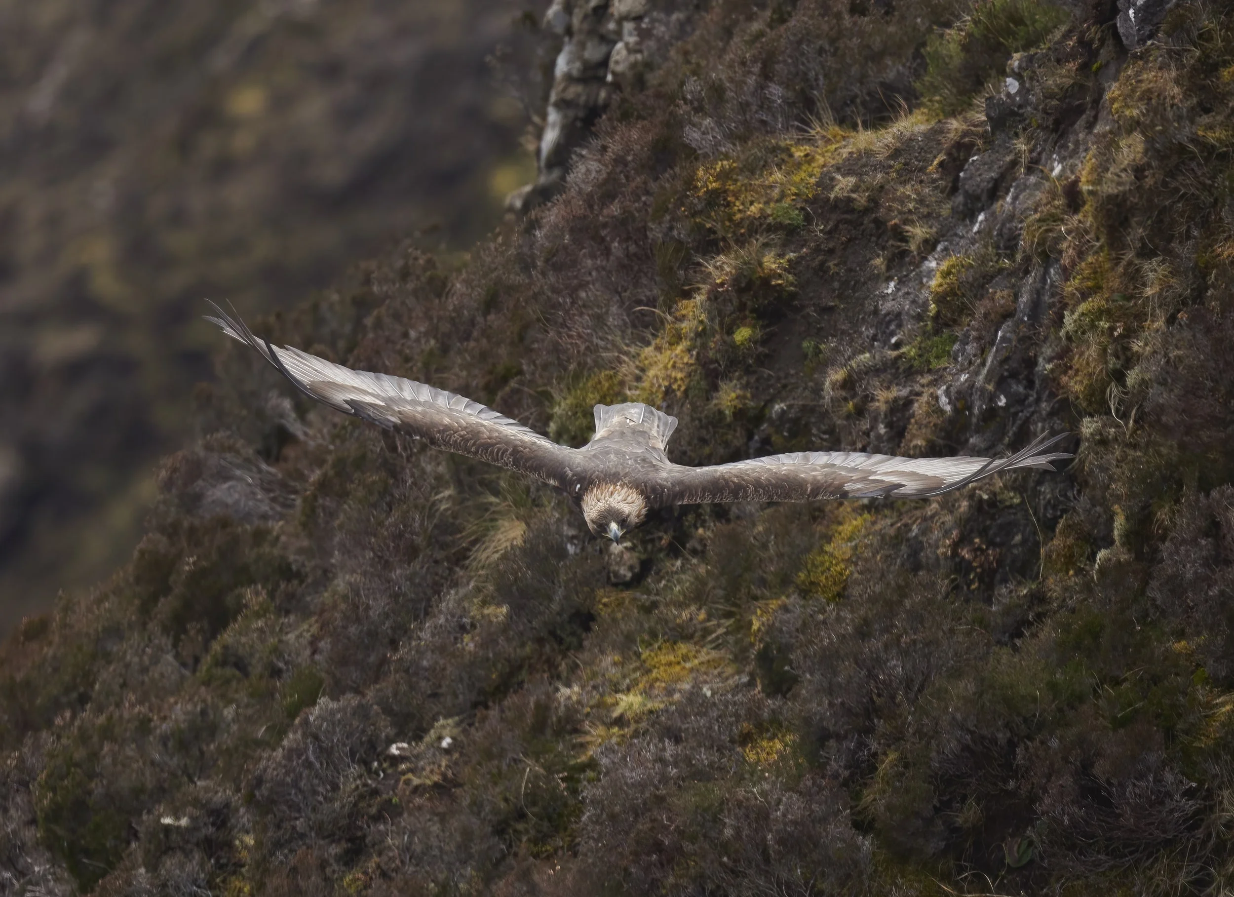 Peter Chowne eagle 1.jpg