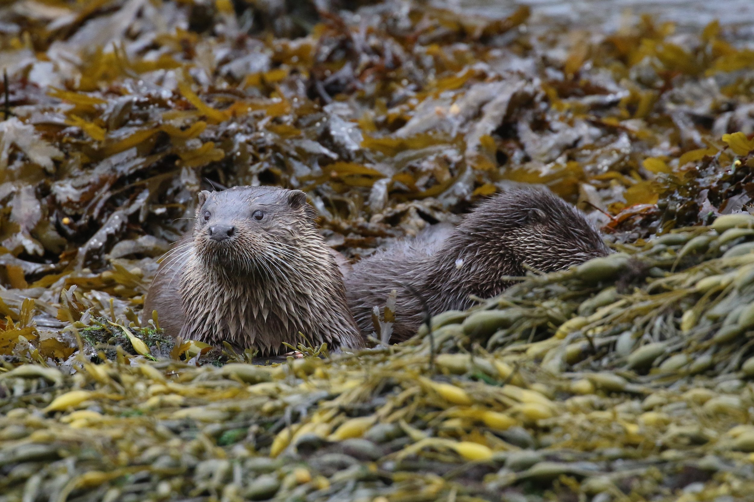 David McGonnigal (2).jpeg