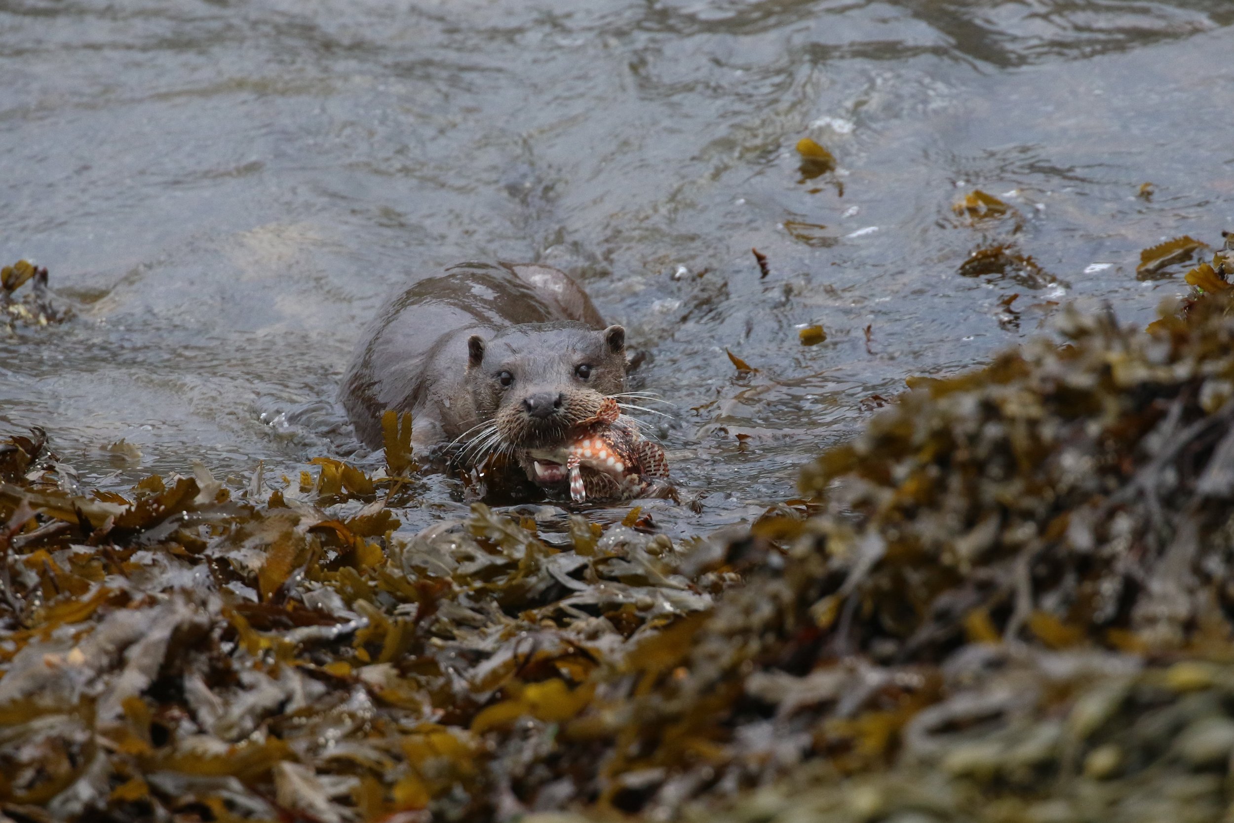 David McGonnigal (1).jpeg