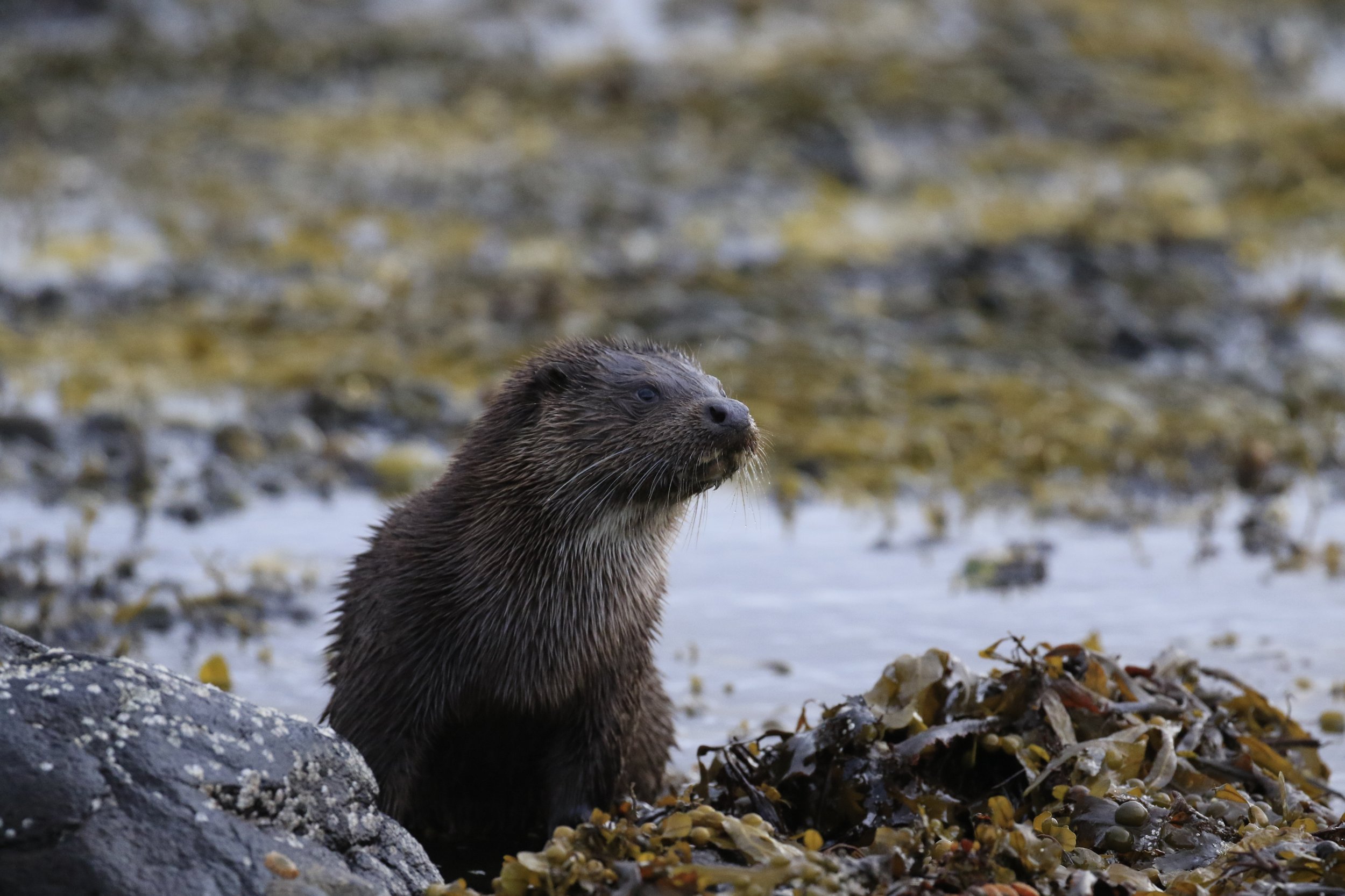 Judith Greaves 6.jpeg