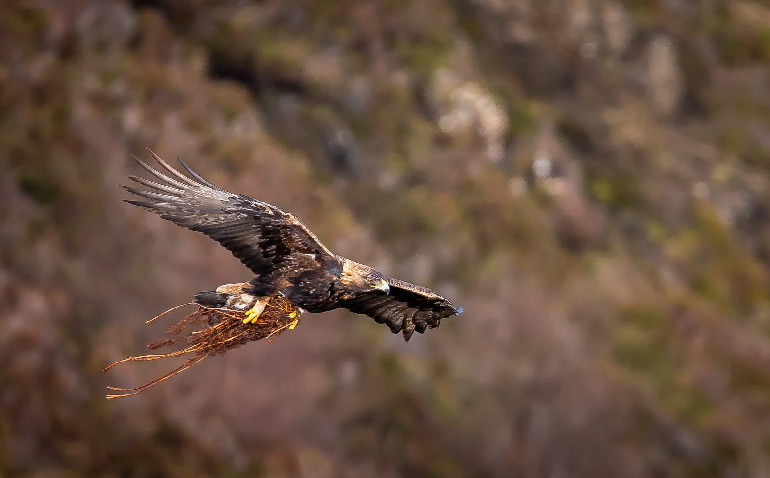 David Wilson eagles 1.jpeg