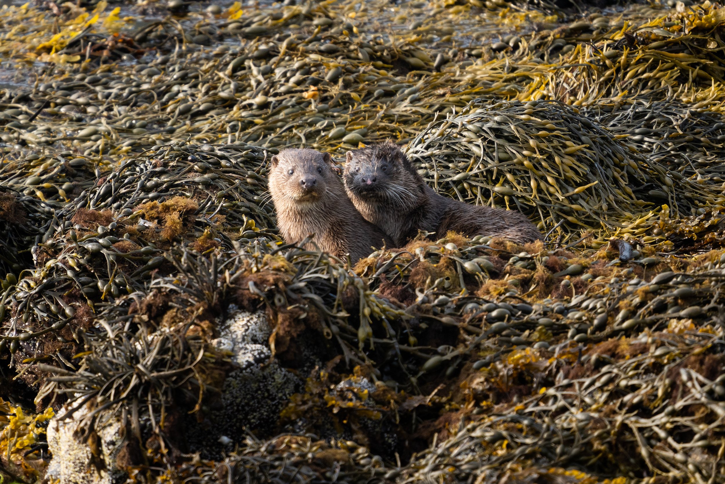 Scotland2023-DSC08135.jpg