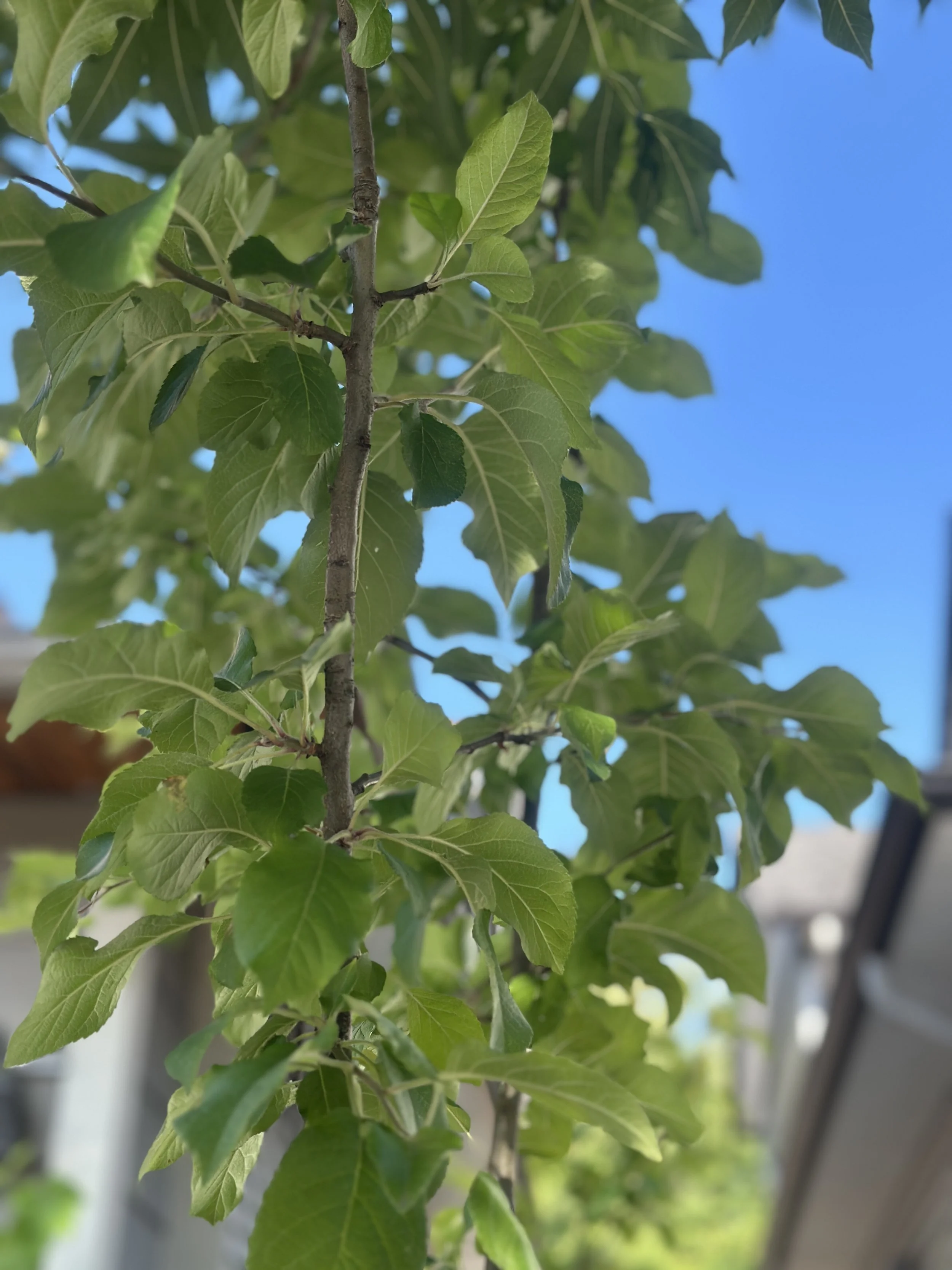 &nbsp;The Year Our Apple Tree Did Not Flower