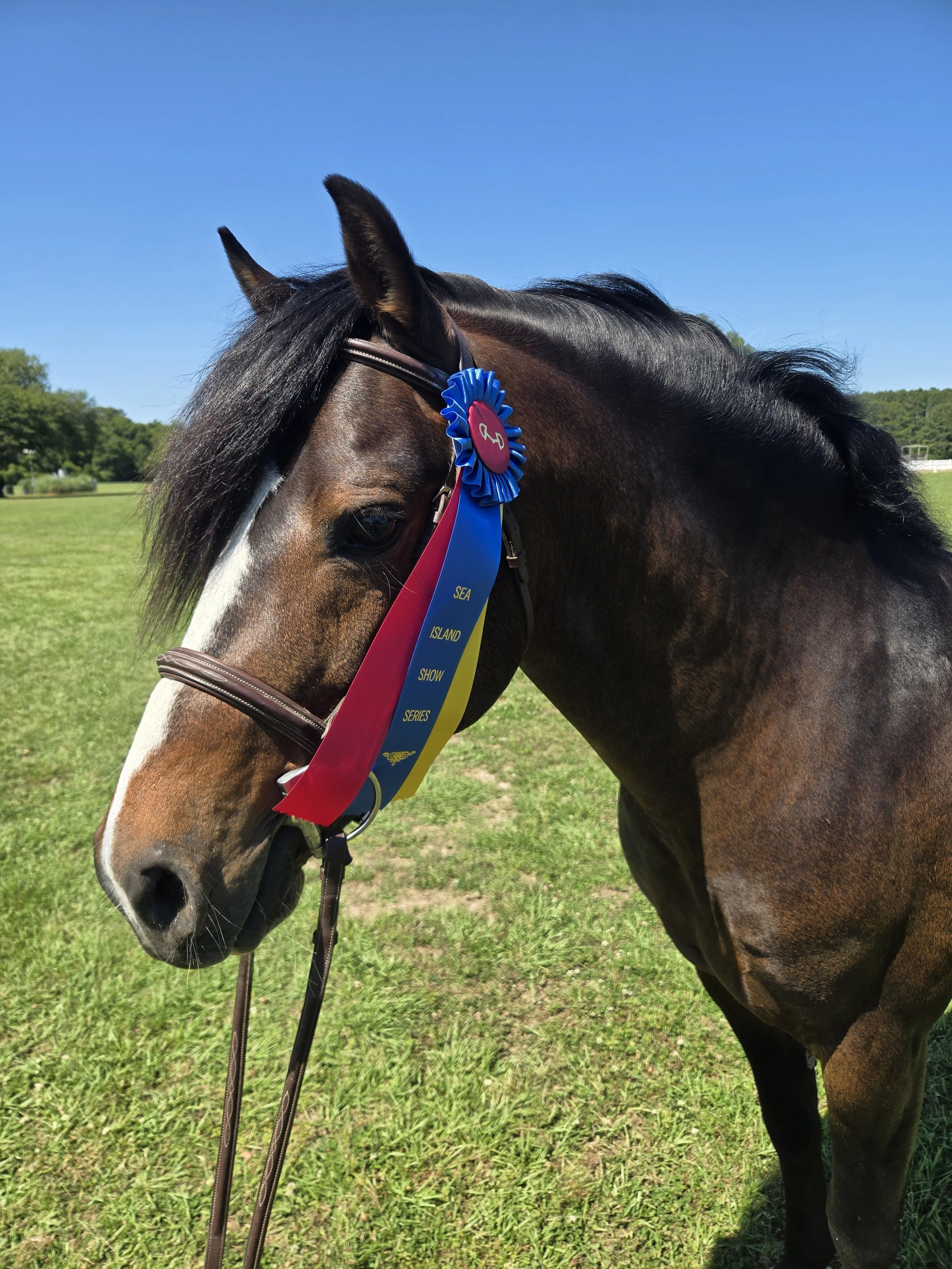 casanova at Sea Island Horse Show
