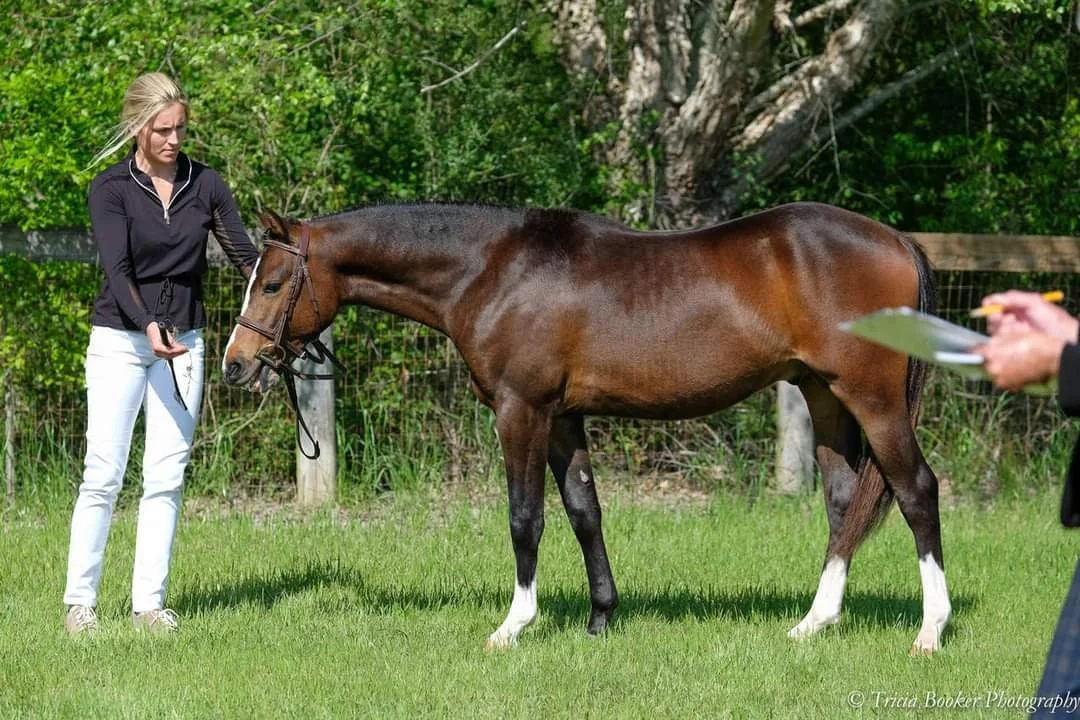 horse training and breaking and pony lessons