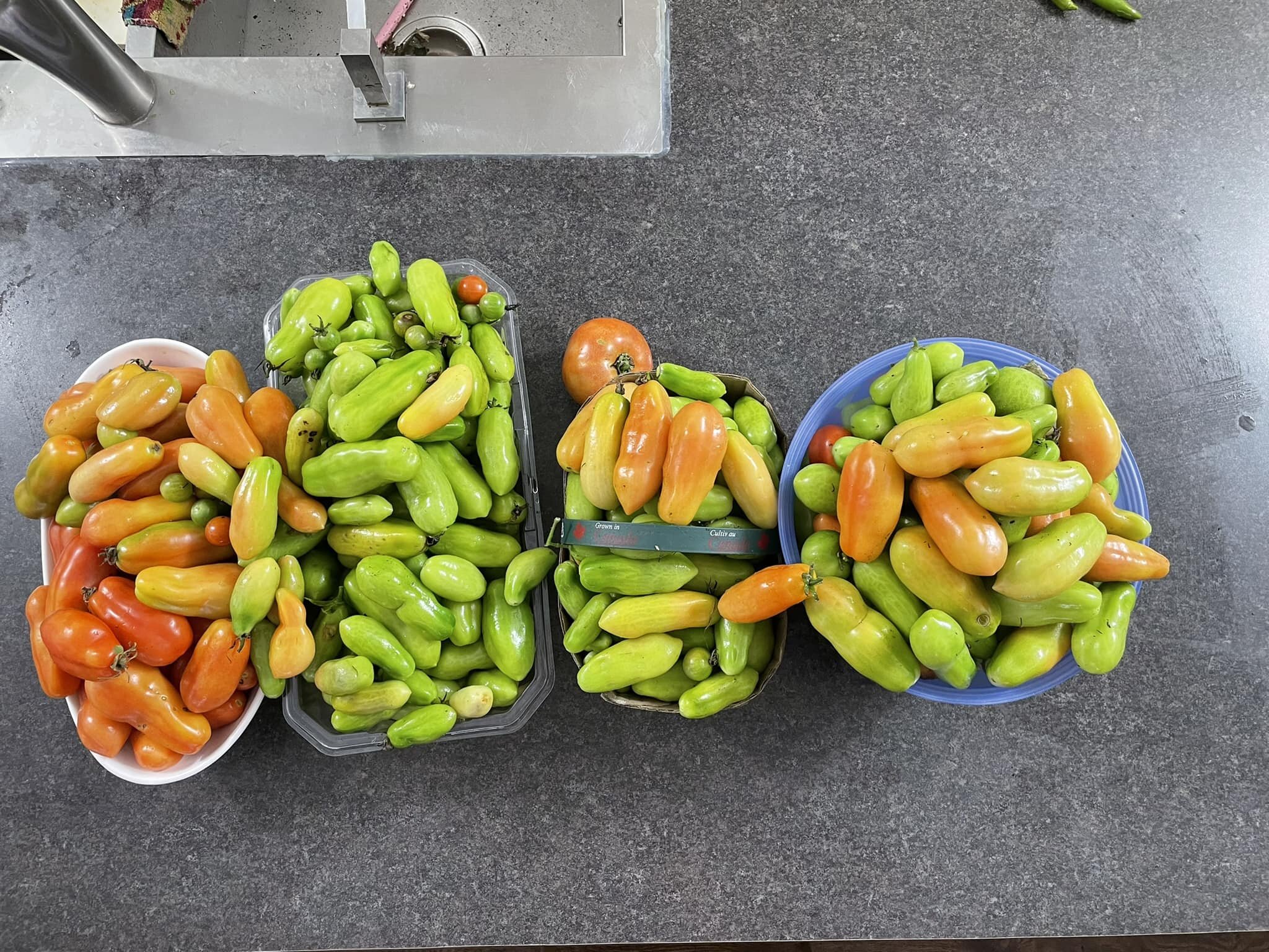 Cold weather motivated me to bring in the final harvest of tomatoes. So many!