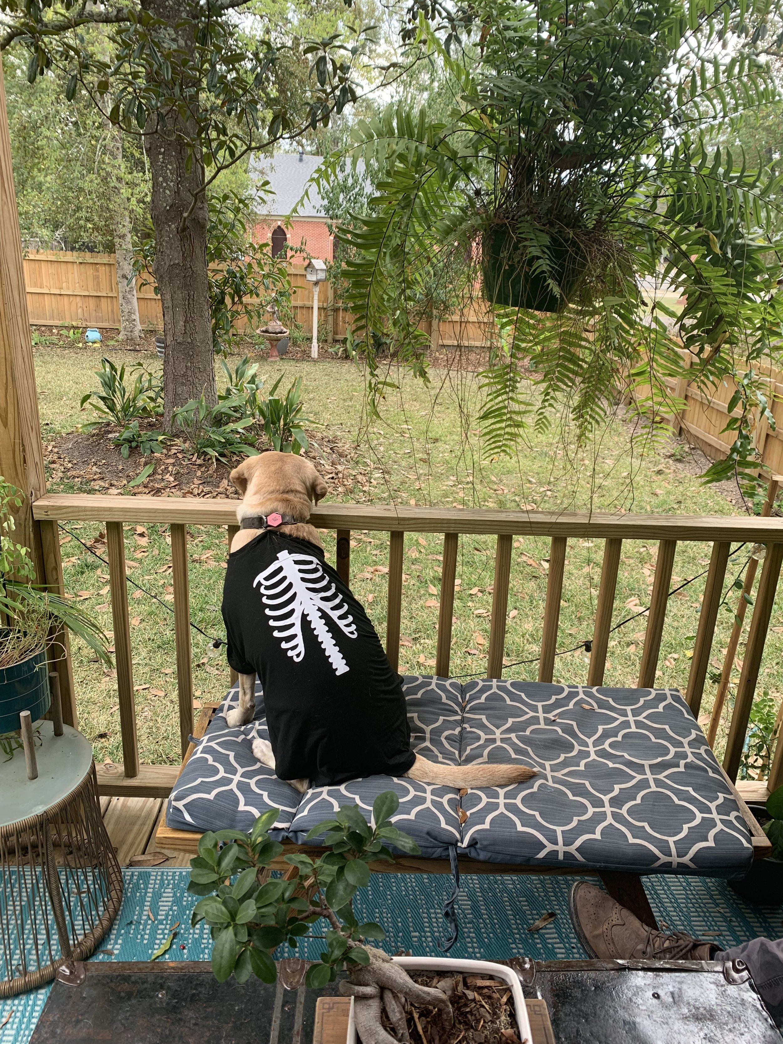 IMG_6201.jpeg