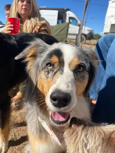 balloons, dogs, and burning man?13.jpeg