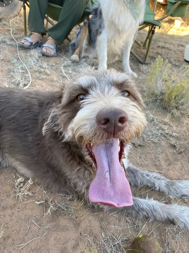 balloons, dogs, and burning man?19.jpeg