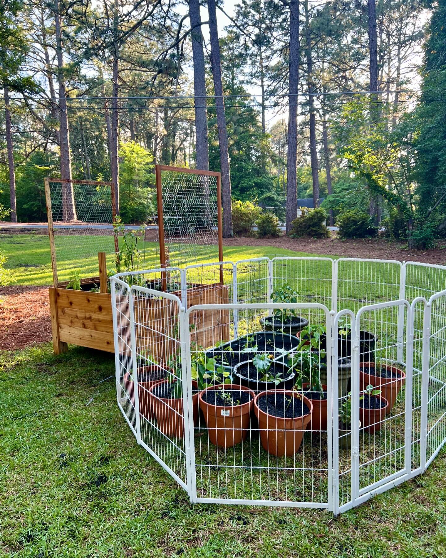 👩🏻&zwj;🌾 first attempt at raised bed gardening and potted vegetable plants! Who knew a dog play pen could come in handy to protect plants from deer (though I&rsquo;m certain the deer can jump it in a heartbeat. 🤷🏻&zwj;♀️). 

Any and all tips/adv