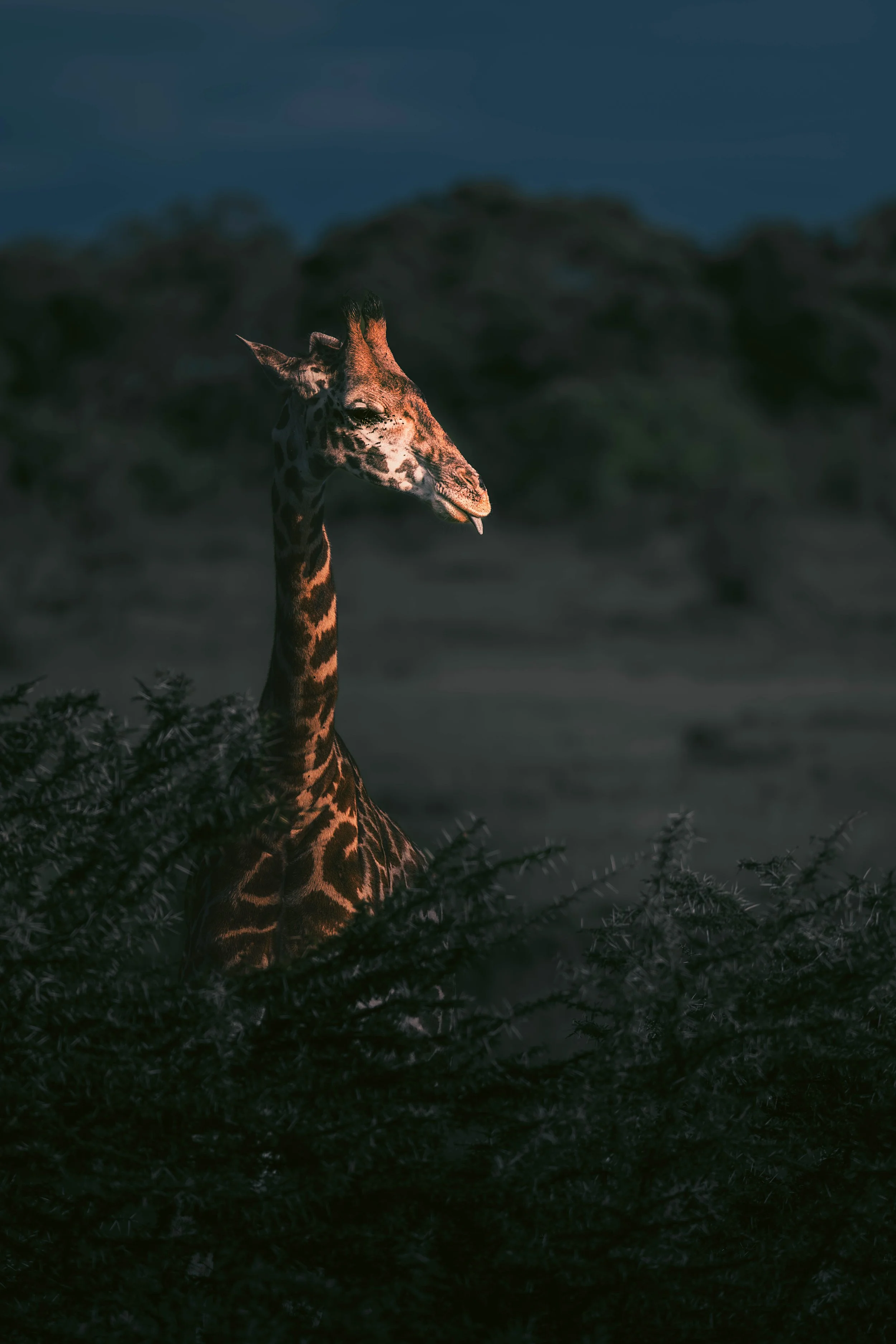 3I3A5704-Edit.jpg