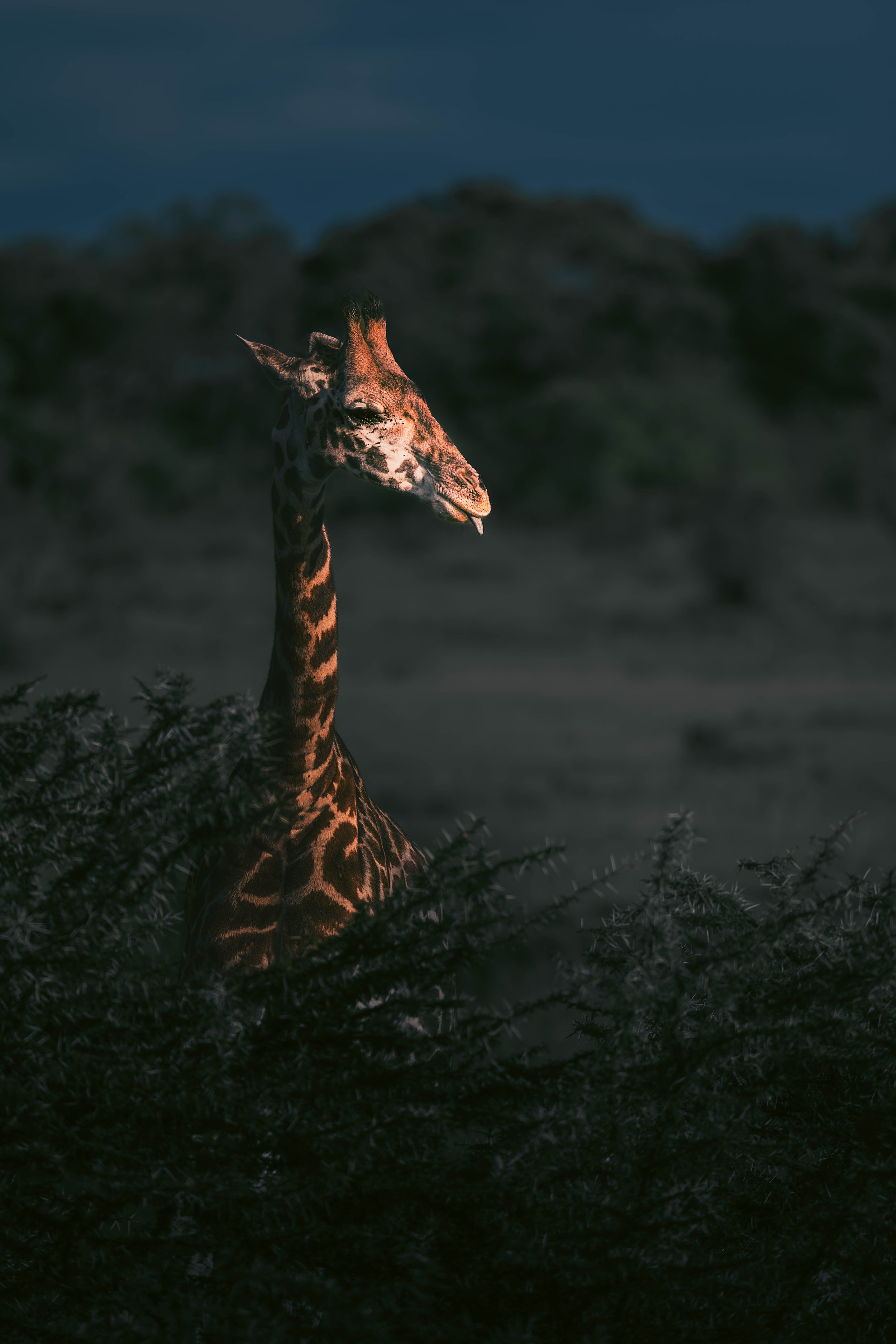 3I3A5704-Edit.jpg