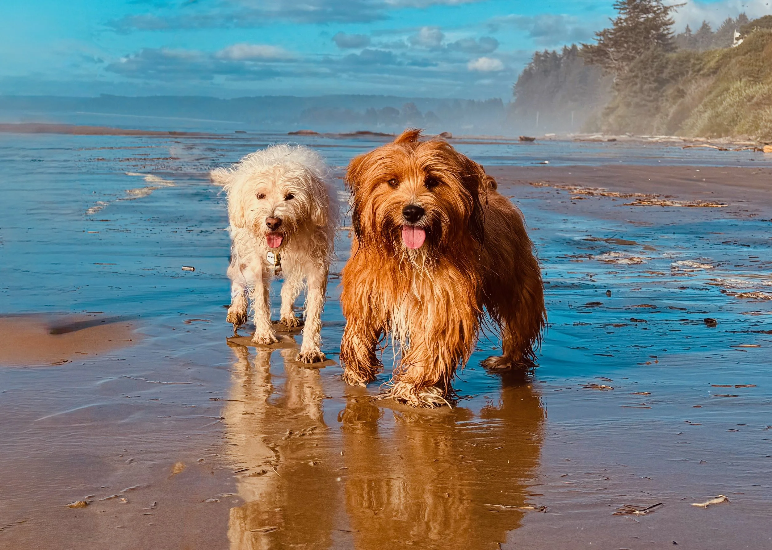 Sherman & Murray enjoying the Oregon Coast