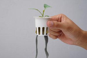 hydroponic cannabis seeds