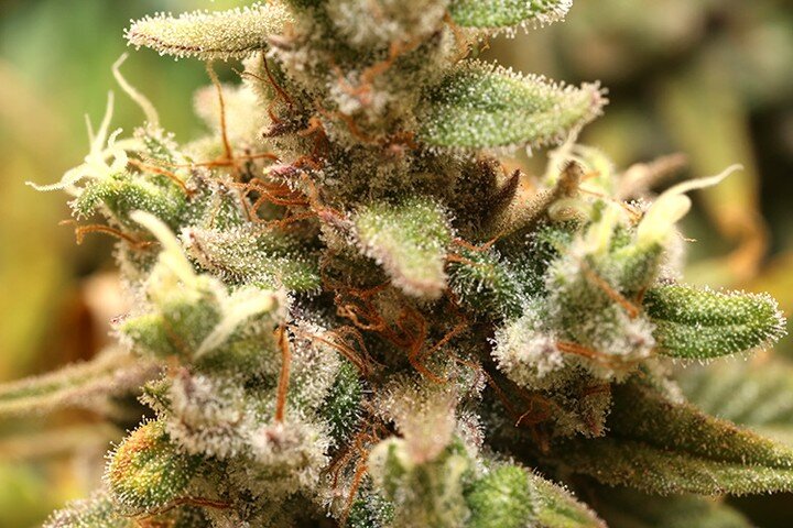 Broke out the macro lens today for so up closeand personal pictures of these frosty buds.