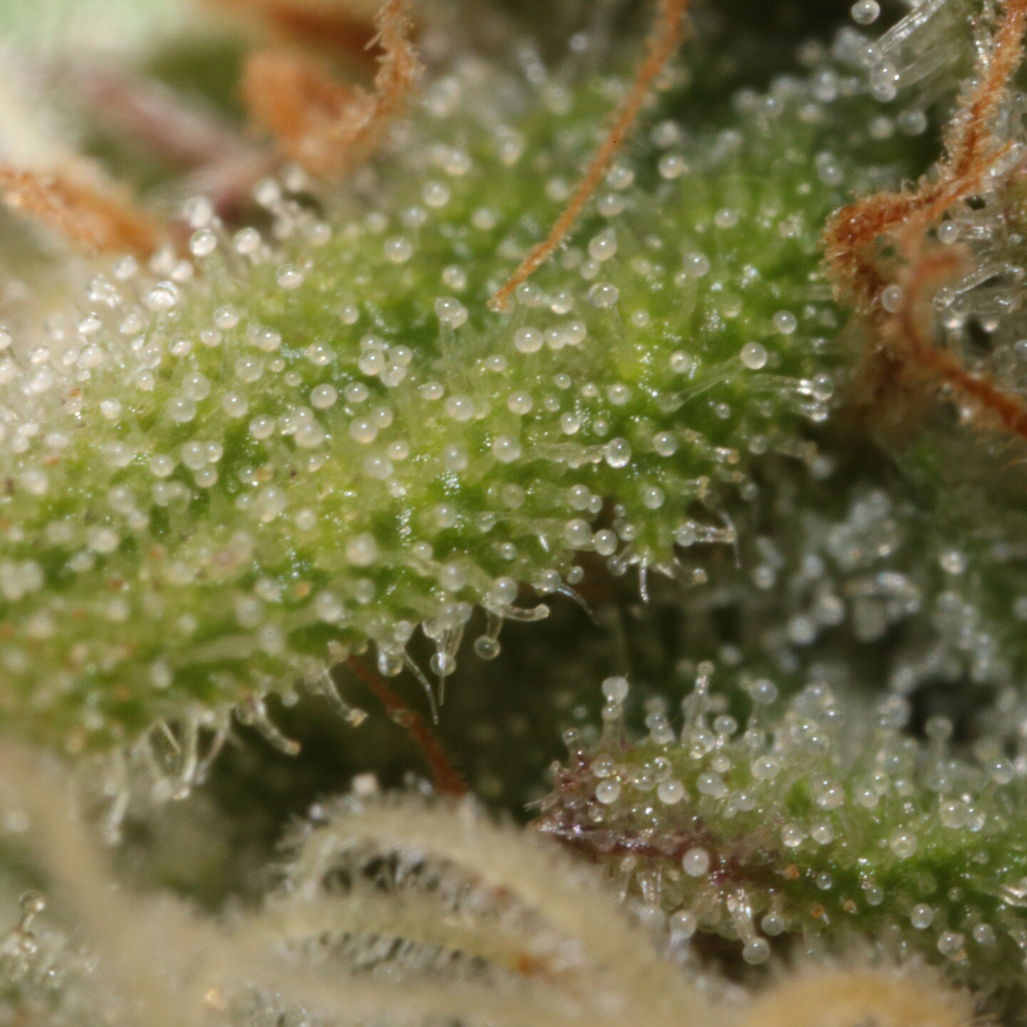 Unedited close-up of those sweet cannabis trichomes.