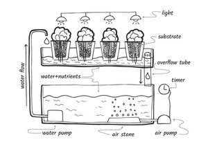 hydroponic cannabis seeds