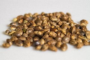 Starting cannabis seeds in peat pellets. — Autoflowering Cannabis Seeds