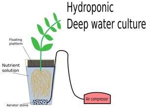 hydroponic cannabis seeds