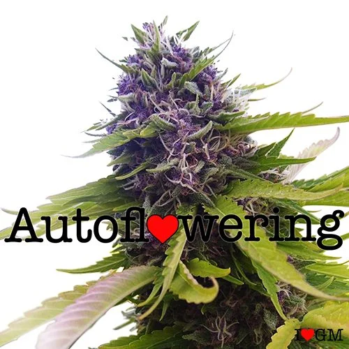 Blueberry Autoflower 14% THC $89 - $189